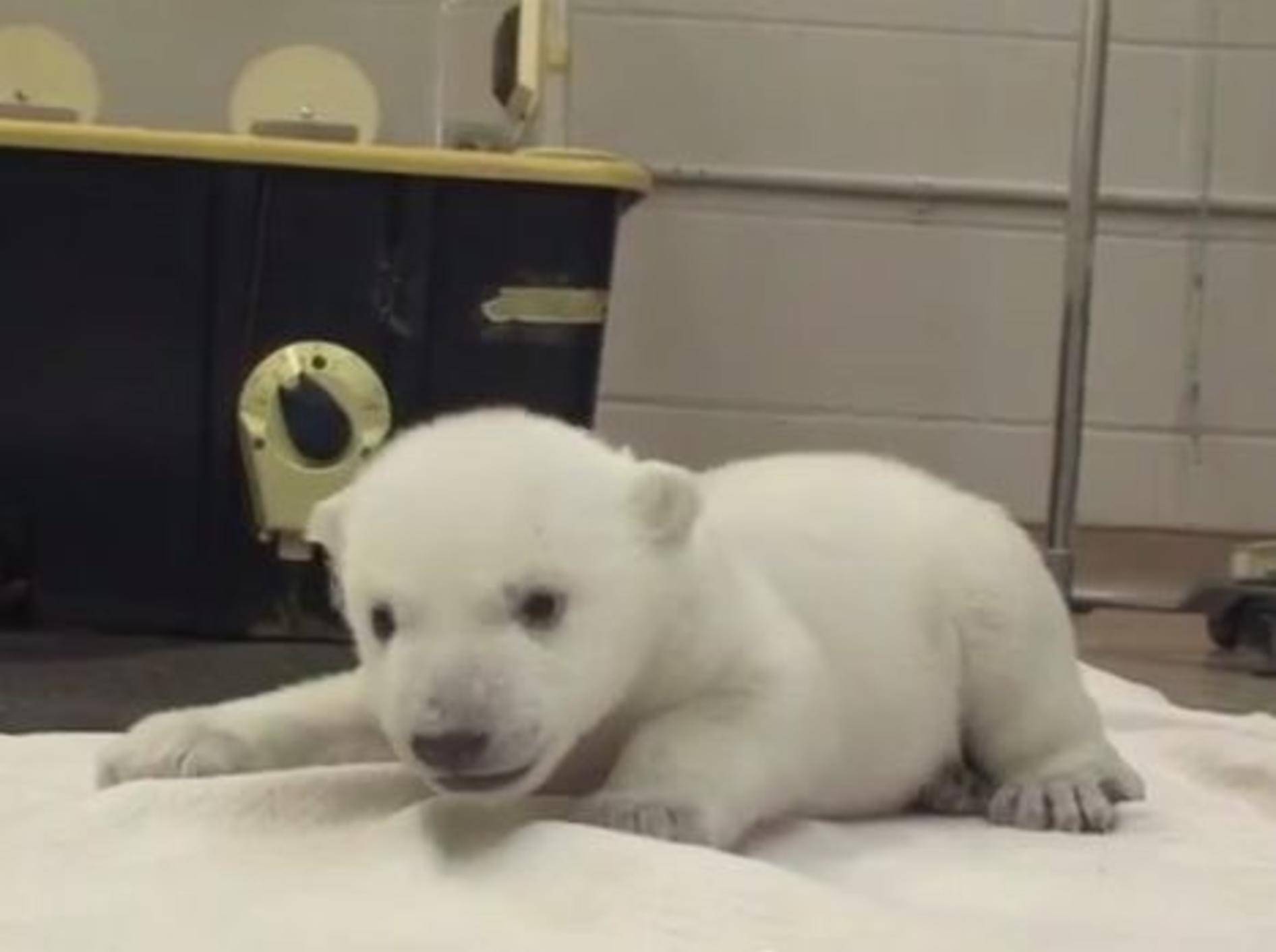 Knuffiger Eisbär macht seine ersten Schritte – Bild: Youtube / Toronto Zoo
