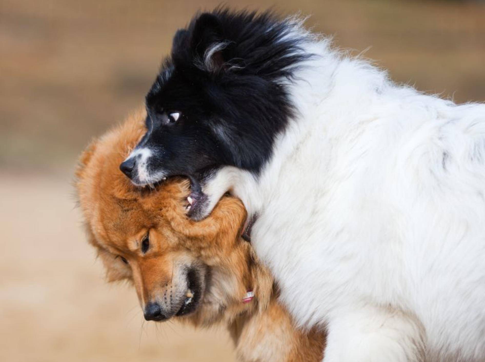 Vorsicht: Kämpfe aus Eifersucht sind bei Hunden ernster als welche um den Rang – Bild: Shutterstock / Christian Mueller