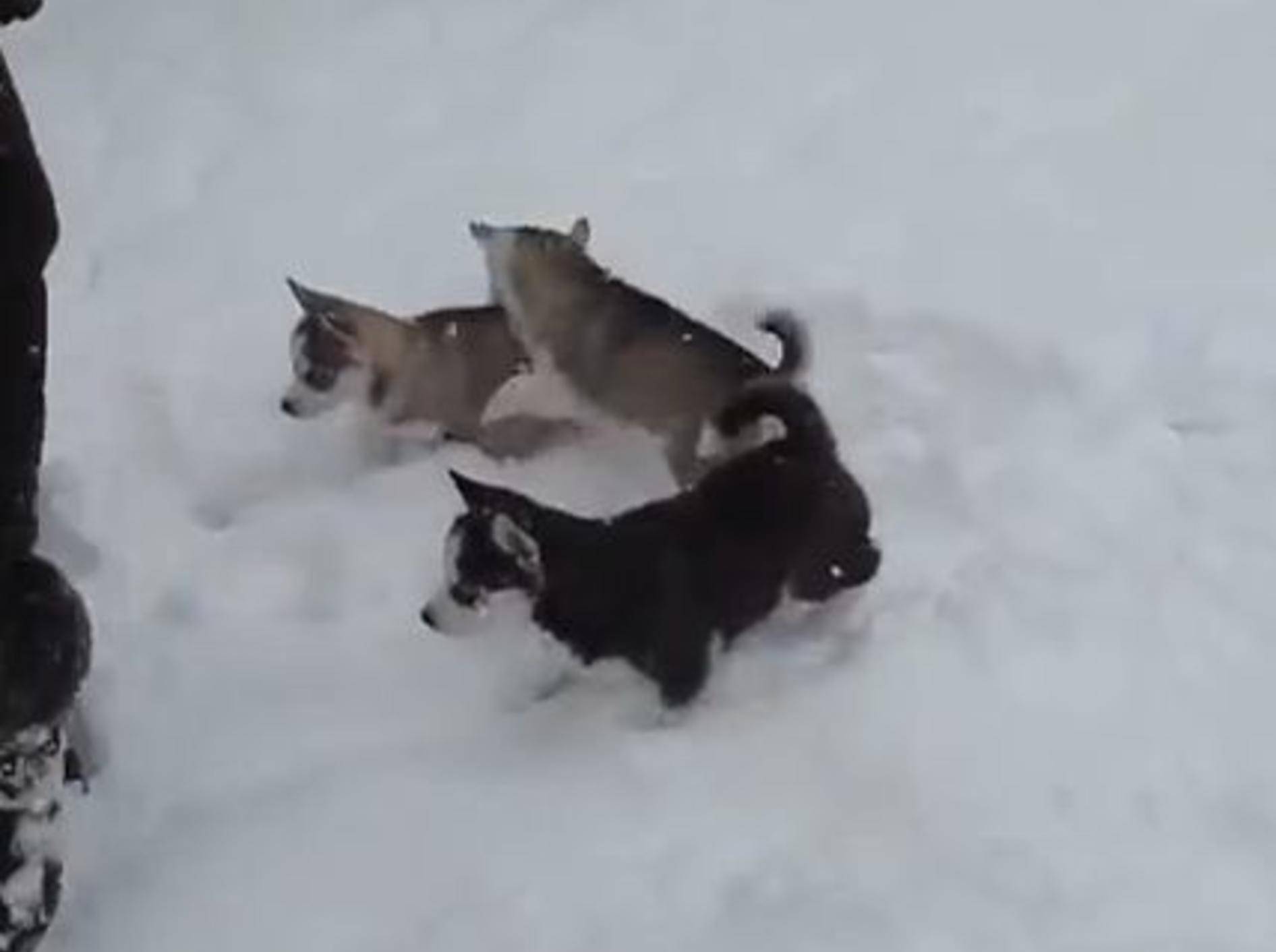 Schneevergnügen mit Baby-Huskys – Bild: Youtube / BlueEyeHuskies