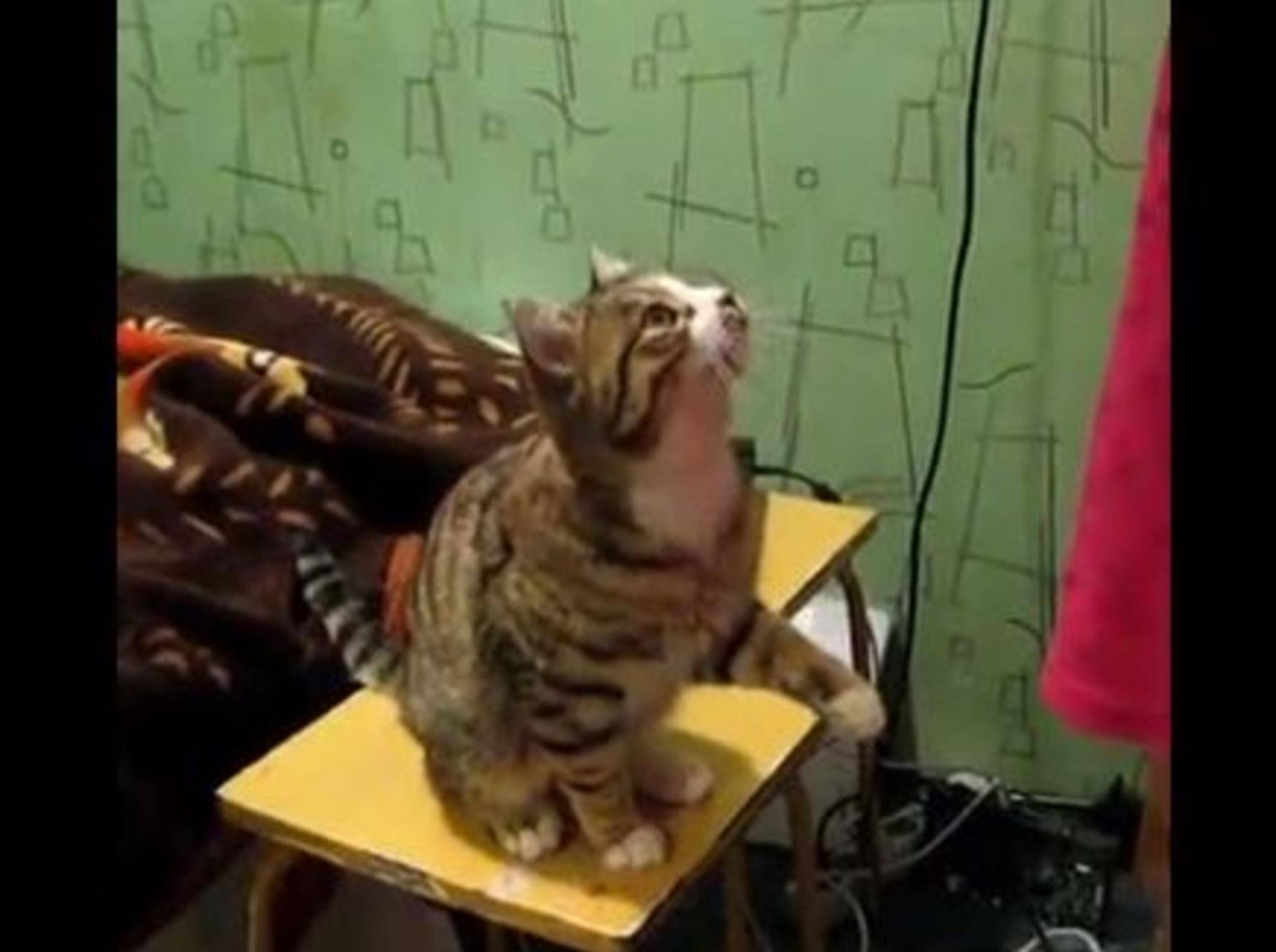 Süße Katze: "Bitte einmal Kopf streicheln!" – Bild: Youtube / vashadanechka