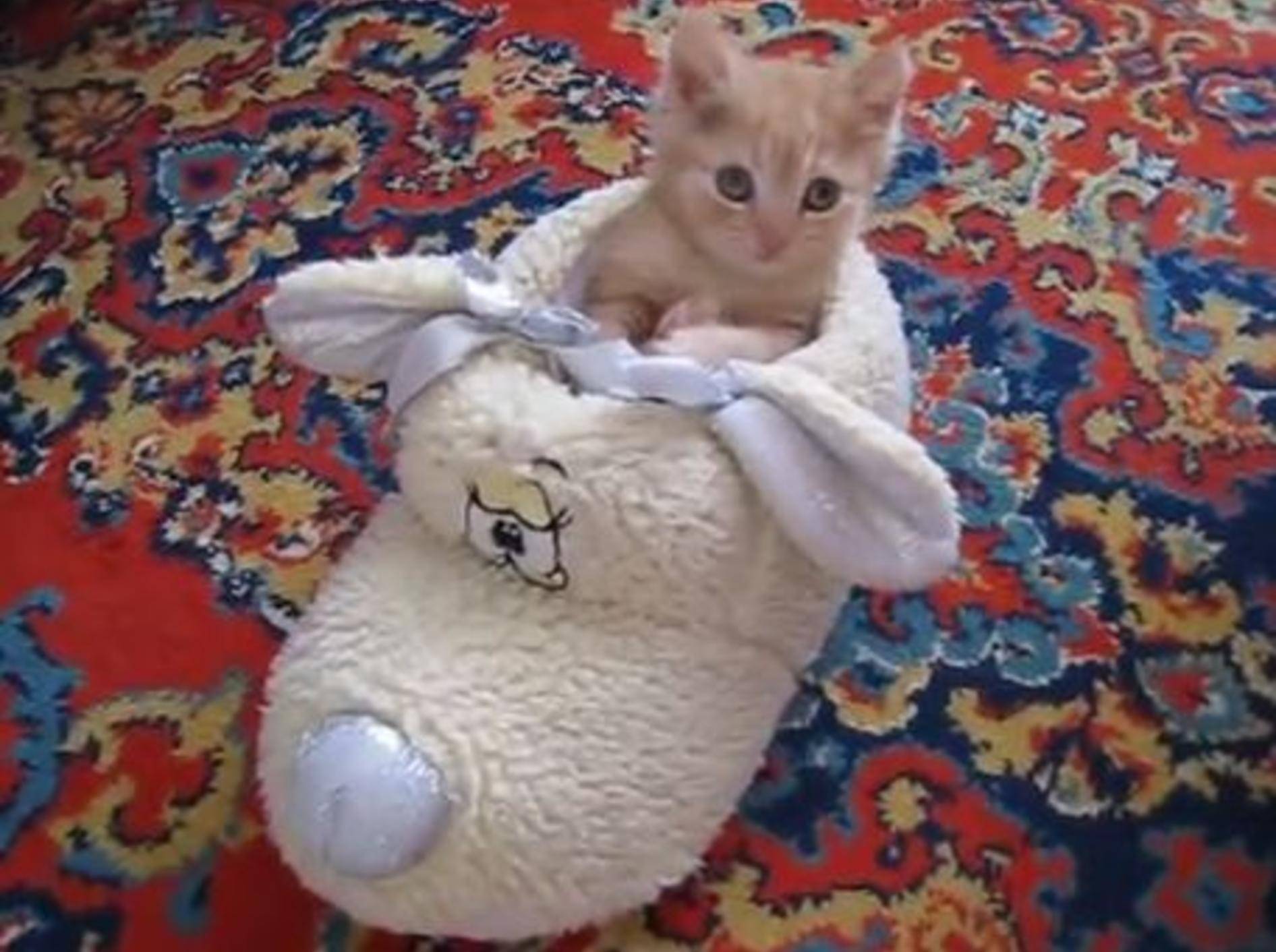 Süßes Katzenbaby: "Am liebsten schlafe ich im Schuh!" – Bild: Youtube / nytroz23