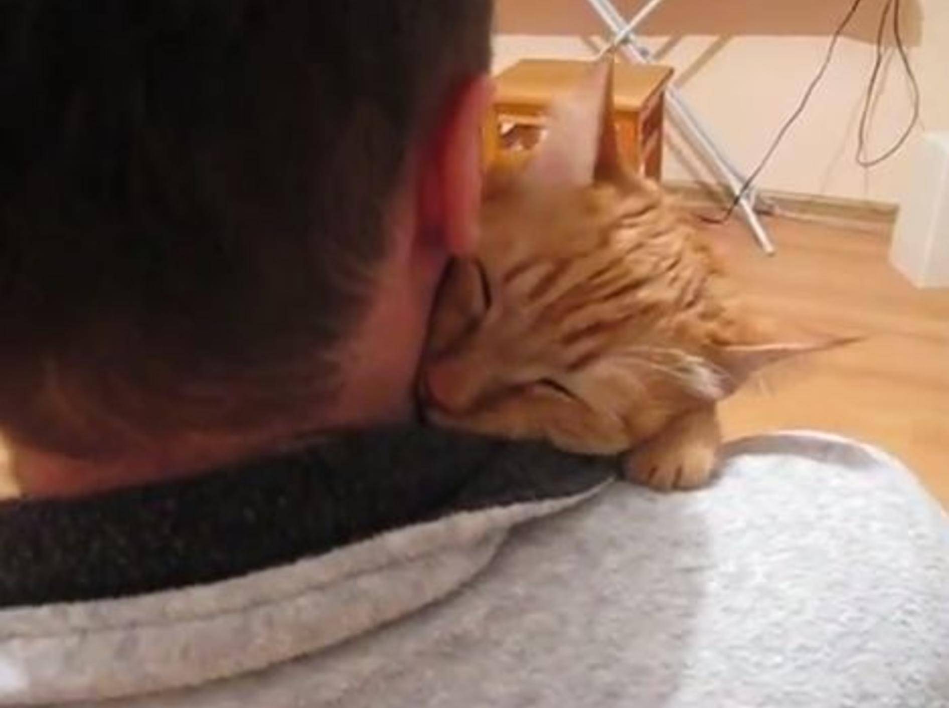 Katzenumarmung: "Ich lass dich nicht mehr los ..." – Bild: Youtube / Dmitry Emelushkin