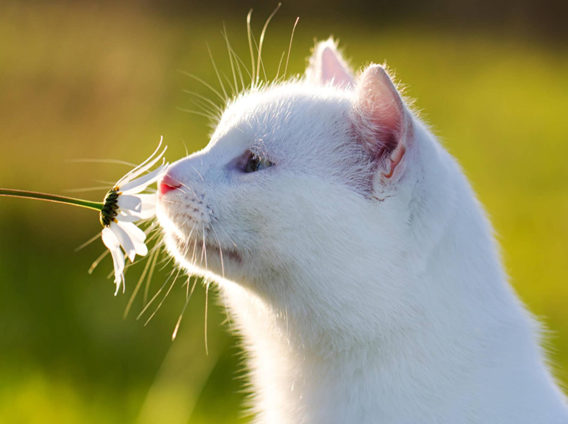 Katzen mögen Pflanzen - doch Vorsicht bei giftigen Gewächsen - Bild: Shutterstock / DragoNika