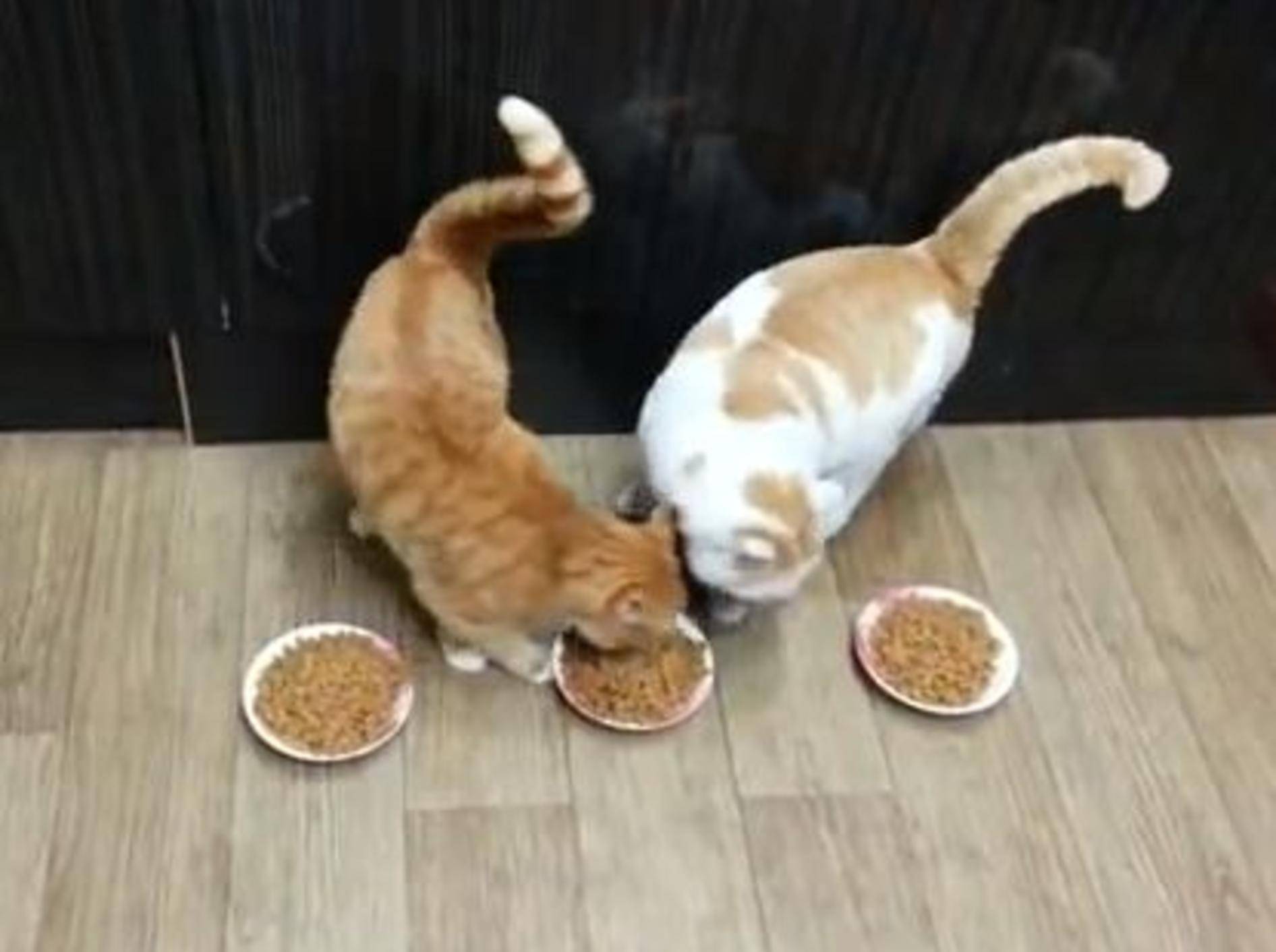 Verfressene Katze will Futter nicht teilen – Bild: Youtube / funfunmv