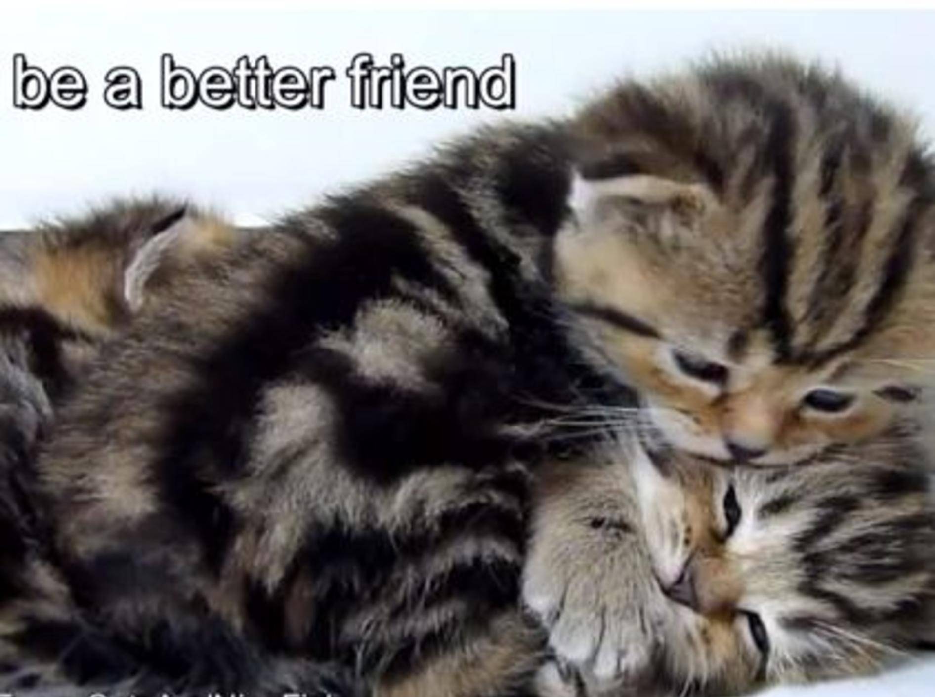 Katzen präsentieren: Gute Vorsätze für 2014 – Bild: Youtube / Funnycatsandnicefish