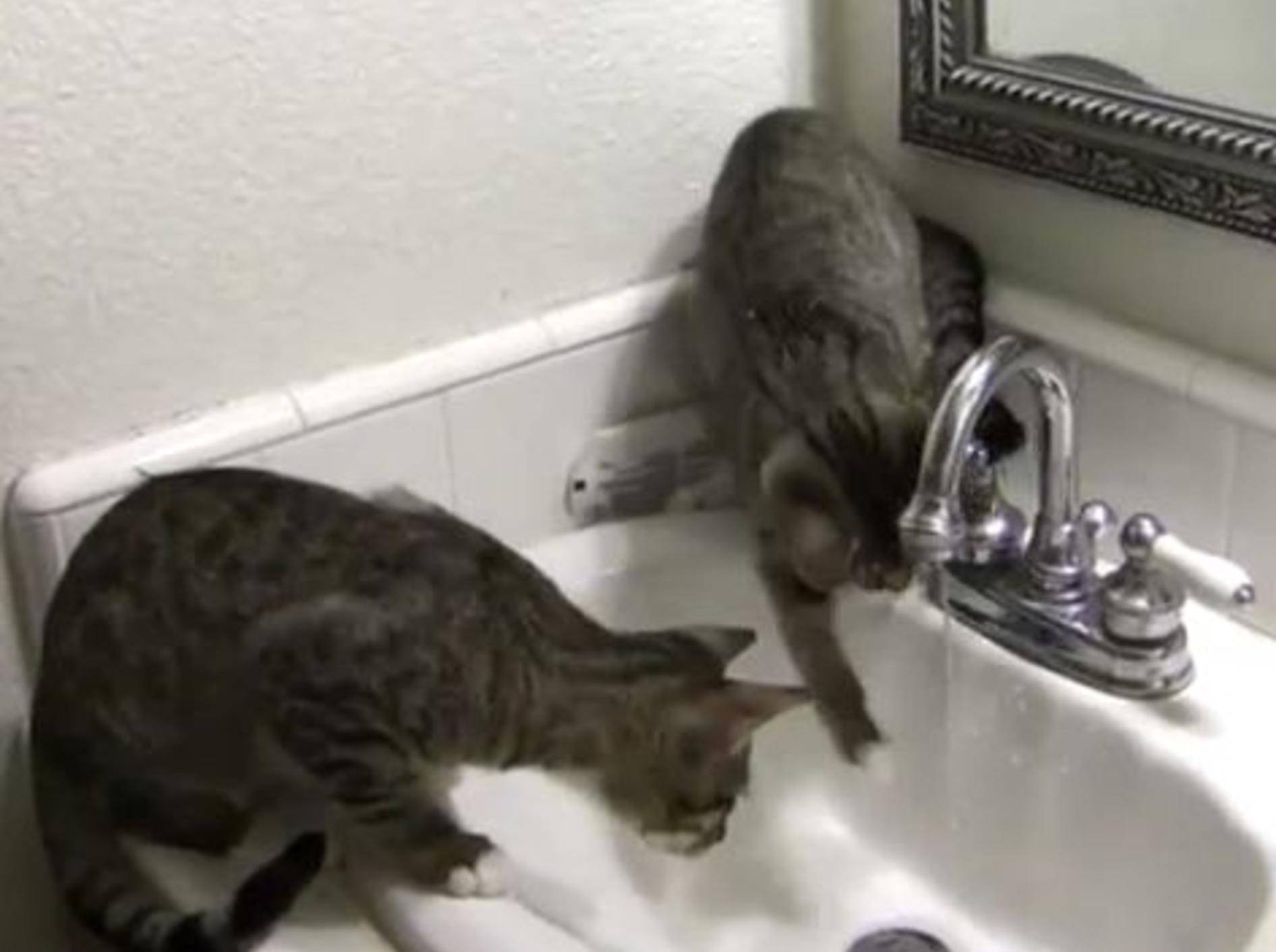 Katzen spielen in Waschbecken: Compilation – Bild: Youtube / CrazyFunnyStuffCFS