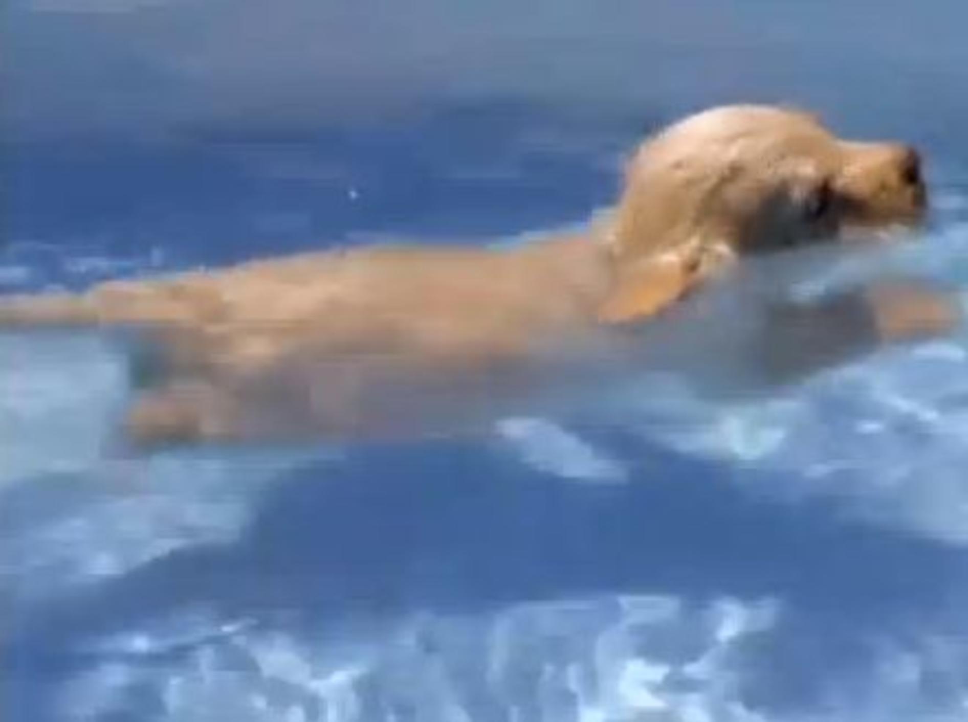Mutige Labradoodles lernen schwimmen – Bild: Youtube / Animal Planet
