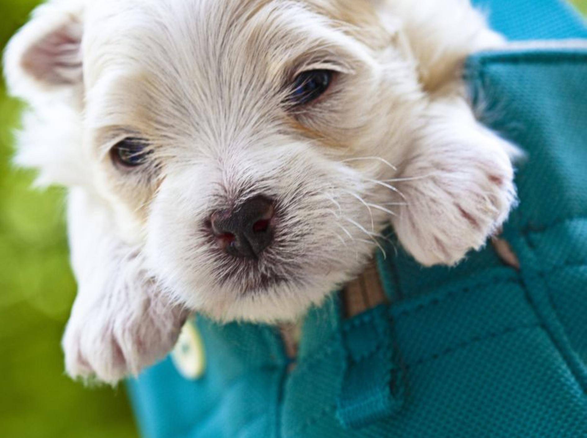 Der Malteser Hund: Ein lieber kleiner Kerl – Bild: Shutterstock / TheLionRoar