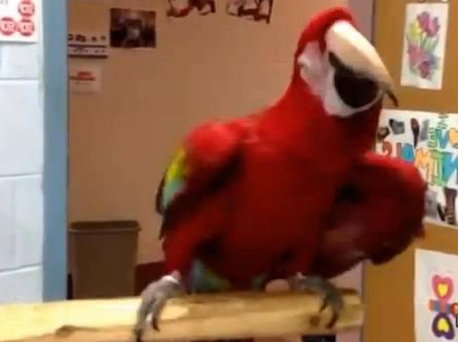 Compilation: Wenn Papageien das Tanzbein schwingen – Bild: Youtube / mihaifrancu
