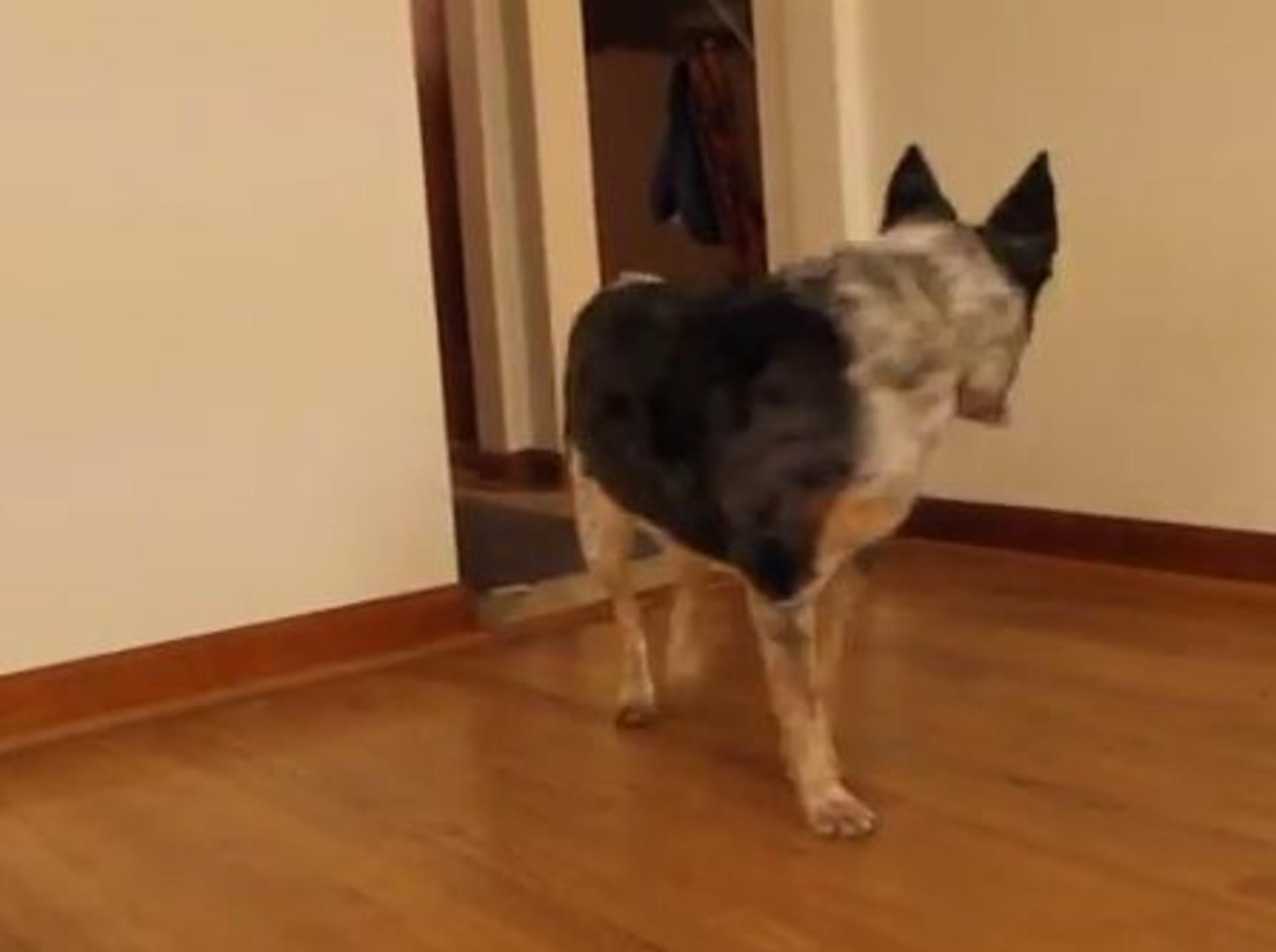 Süßer Hund hat etwas Wichtiges vergessen – Bild: Youtube / LoriJCooper