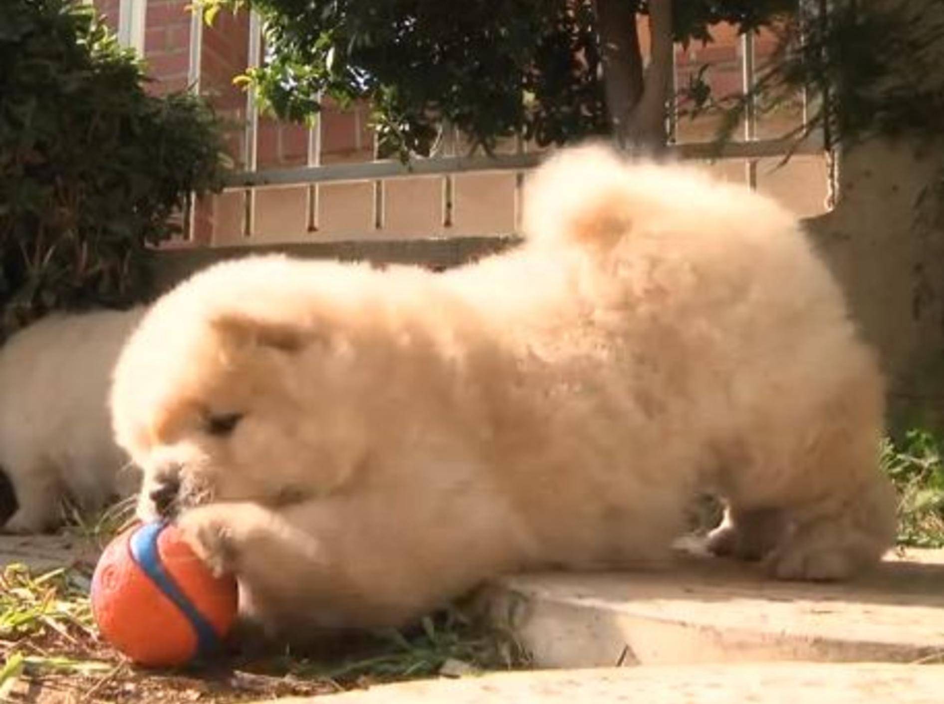 Flauschiger Chow-Chow: Ballspielen ist schwierig! – Bild: Youtube / The Pet Collective