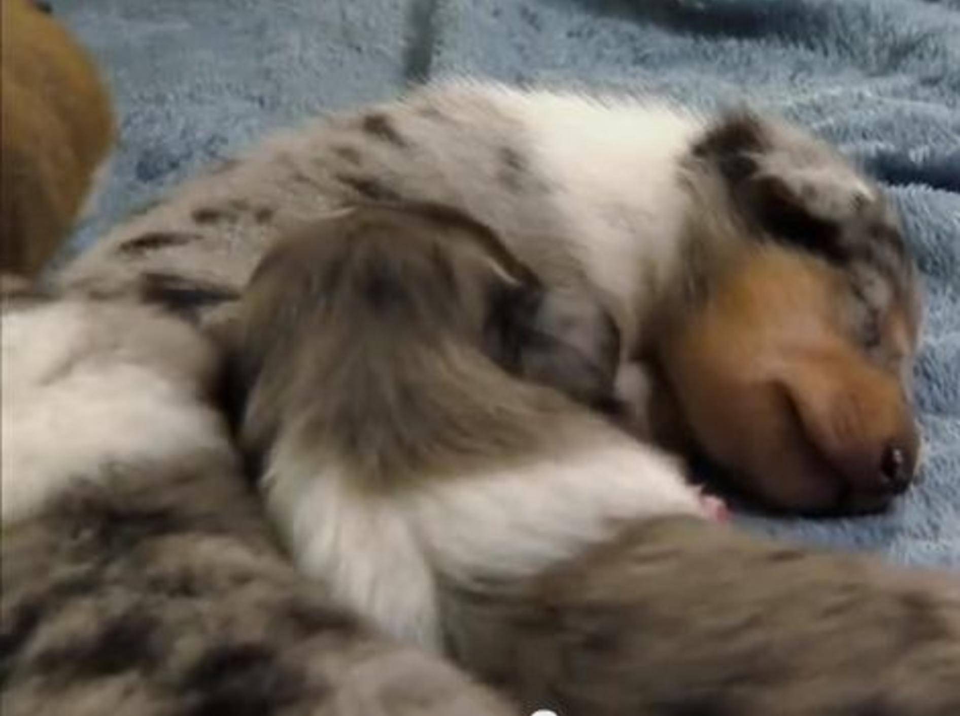 Müde Baby-Collies und ein Störenfried – Bild: Youtube / Animal Planet