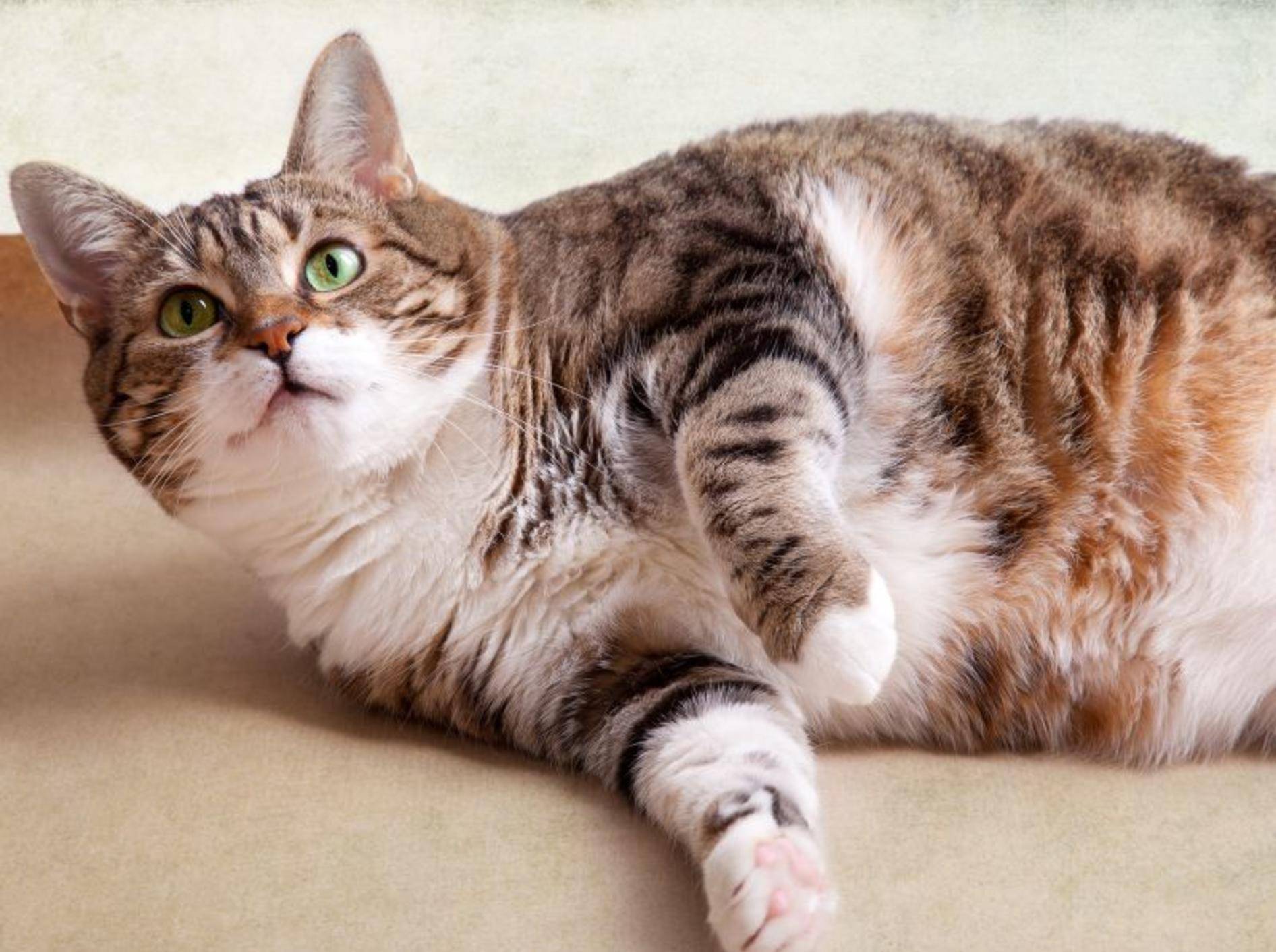 Dickes Fell oder dicke Katze? – Bild: Shutterstock / Nailia Schwarz