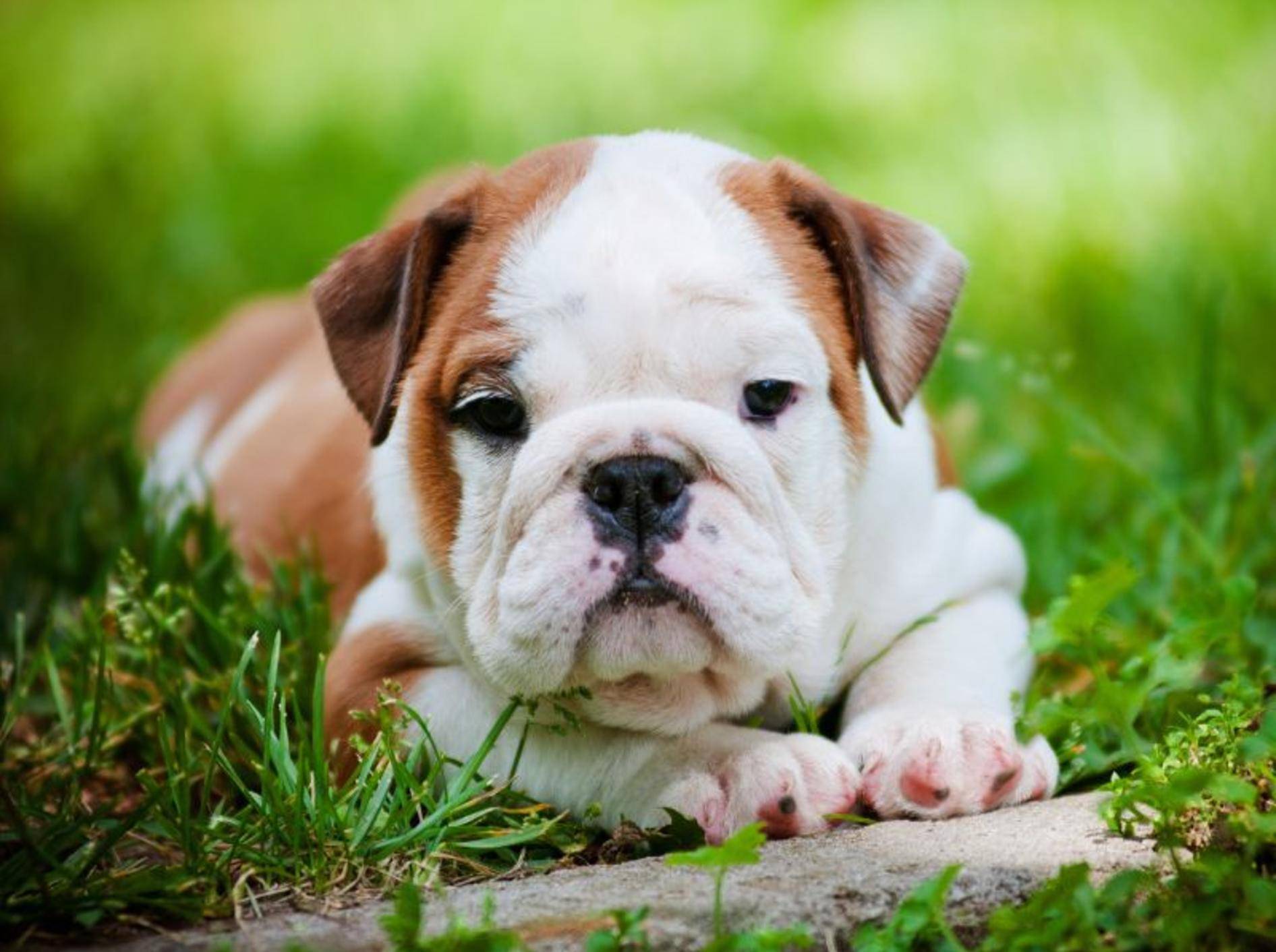 Dem treuen Hundeblick dieser kleinen Englischen Bulldogge kann sicher keiner widerstehen – Bild: Shutterstock / otsphoto
