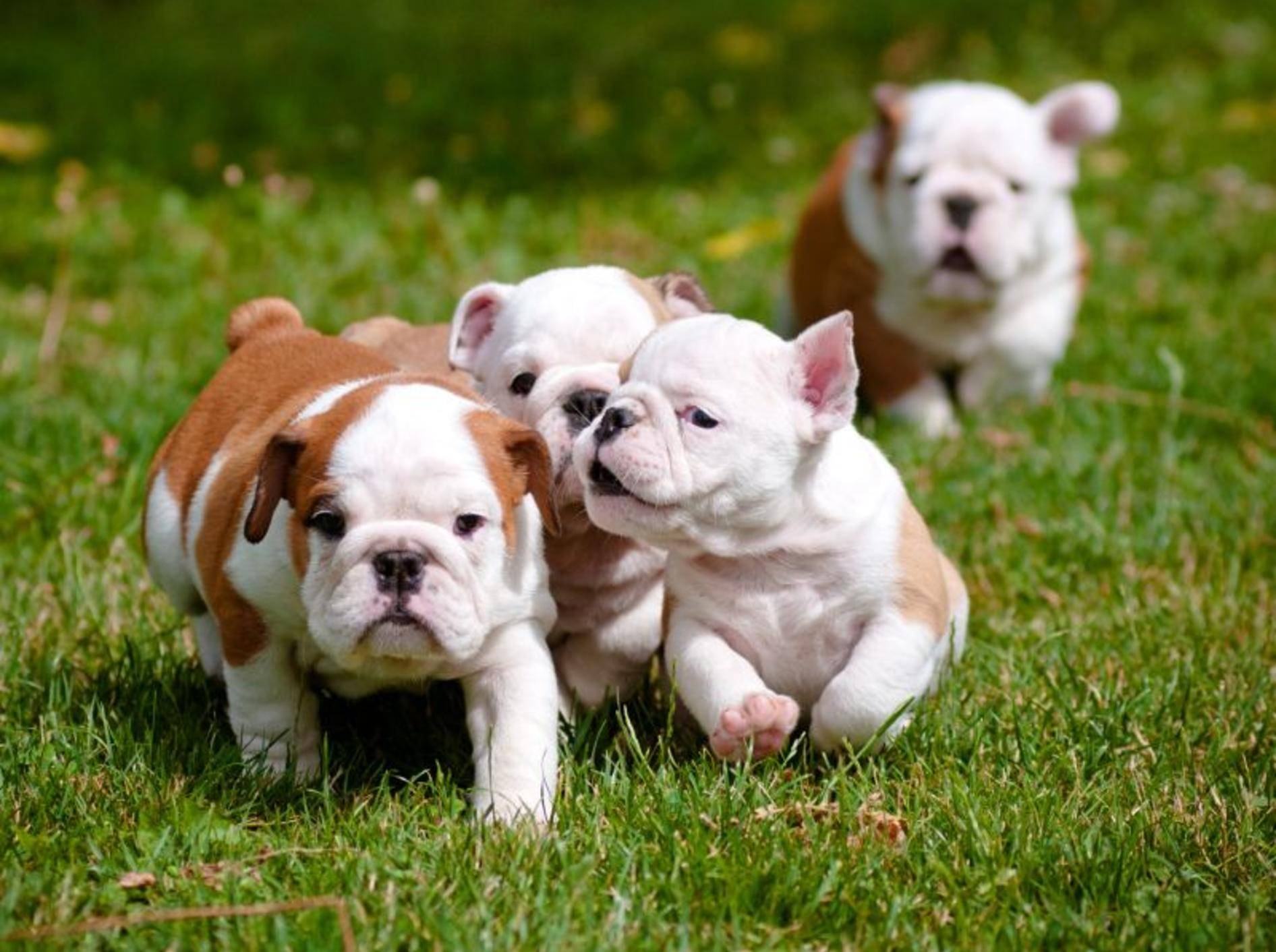 Wie Englische Bulldoggen ihre ersten Ausflüge ins Grüne am besten genießen können? Na klar, mit ihren Geschwistern! – Bild: Shutterstock / otsphoto