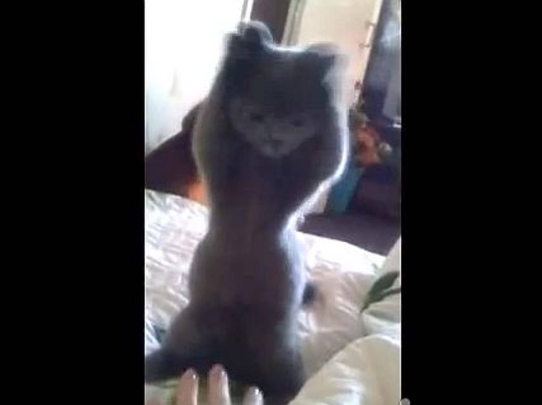 Graues Kätzchen wird beim Spielen zum Zappelphilipp – Bild: Youtube / ignoramusky