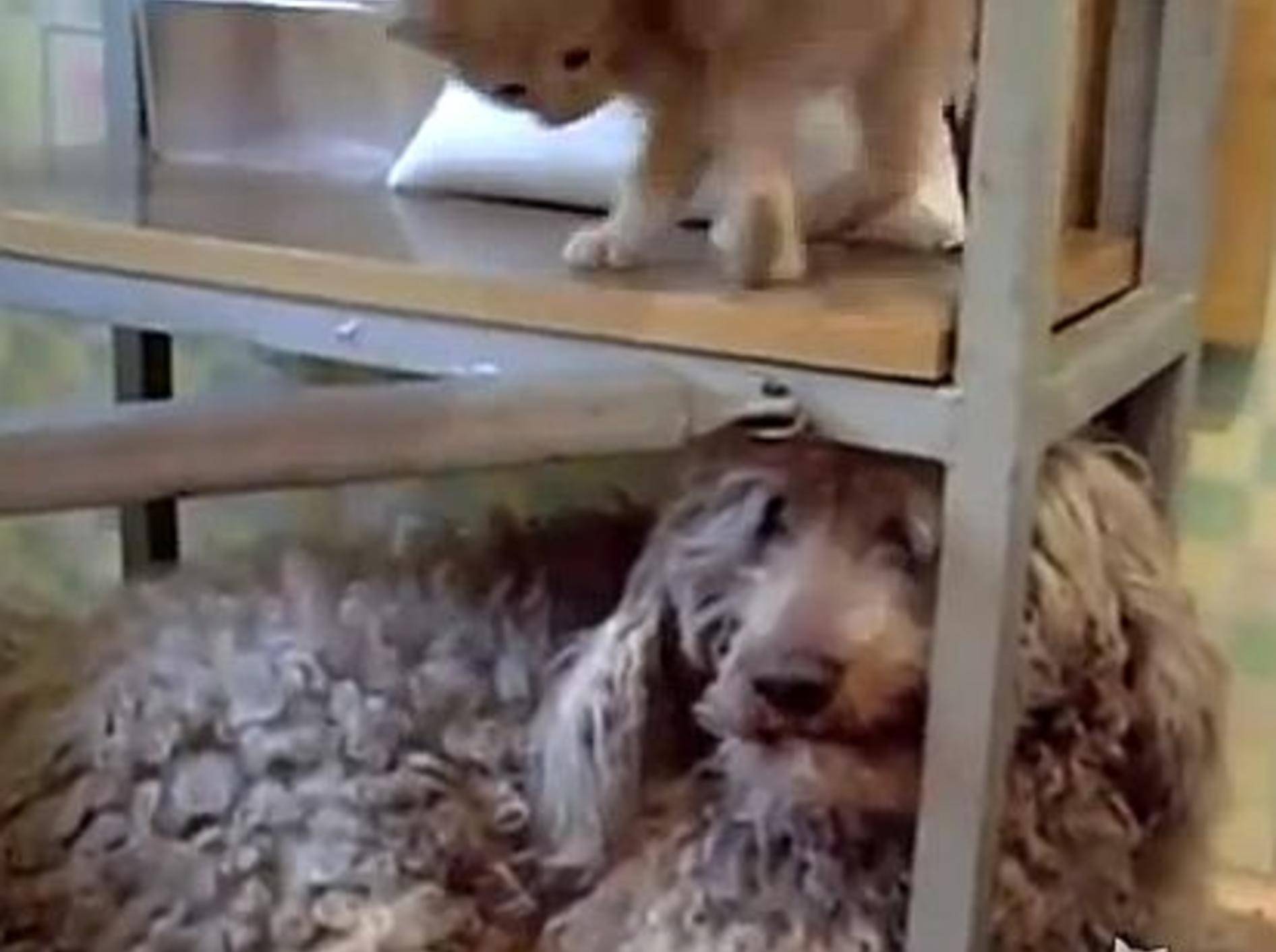 Katz und Hund: Die geborenen Freunde! – Bild: Youtube / ignoramusky