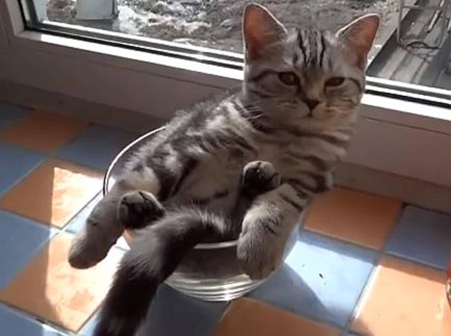 Typsich Katze: Relaxen in der Schüssel – Bild: Youtube / Erblini