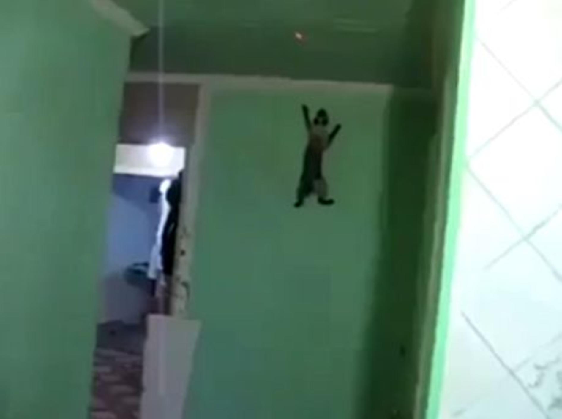 Spiderman-Katze klettert die Wände hoch – Bild: Youtube / Lyncia De Mulder
