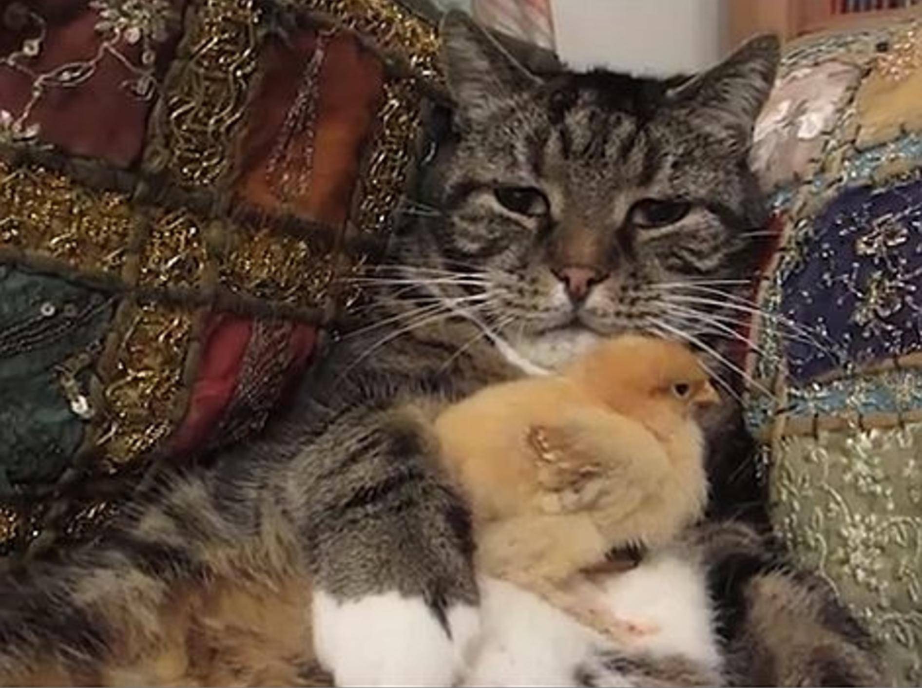 Katze spielt flauschiges Kükensofa – Bild: Youtube / tubbytubbytubtubs