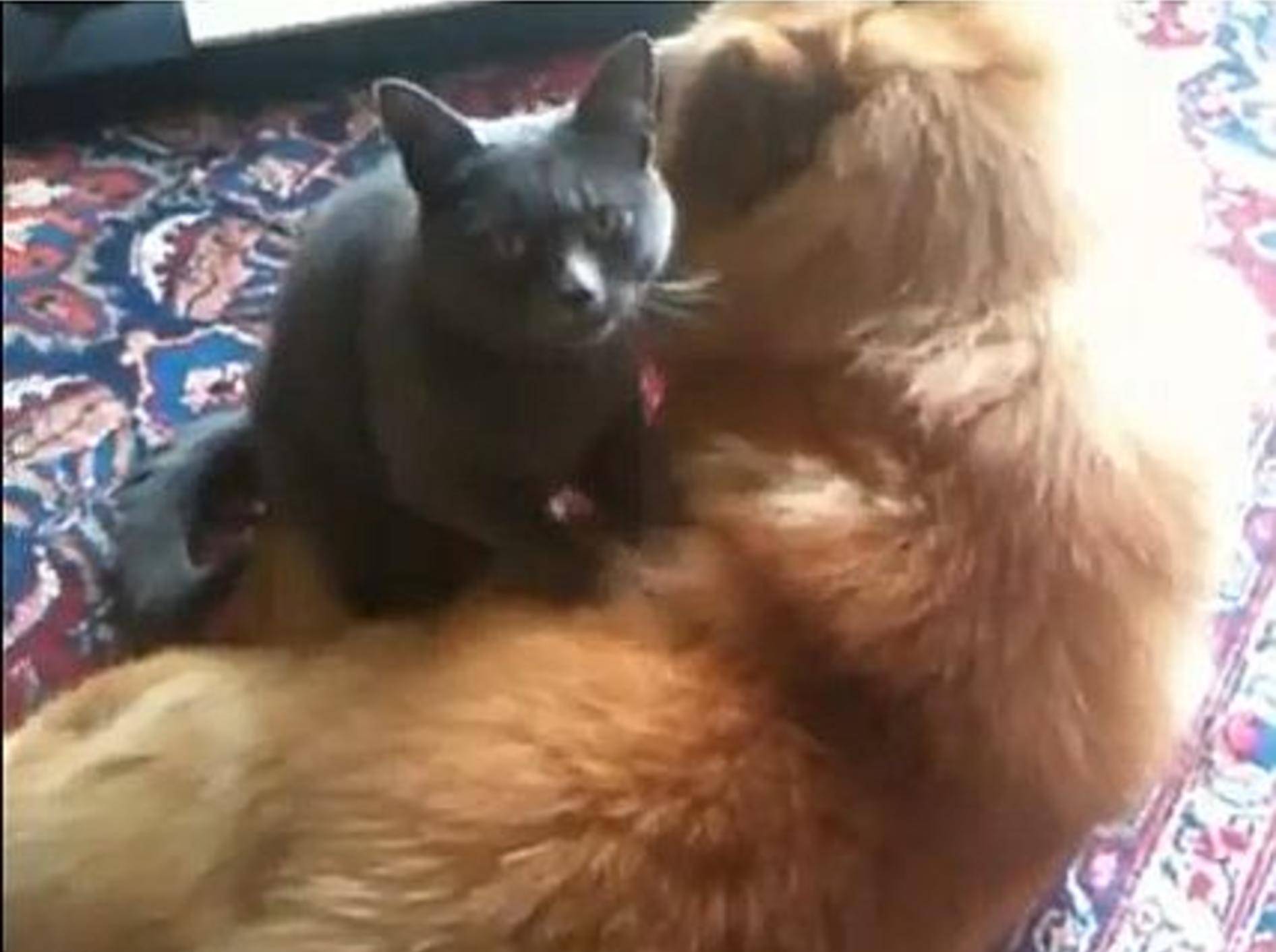 Nicht verpassen: Hunde genießen Katzenmassagen – Bild: Youtube / MrFunnyMals