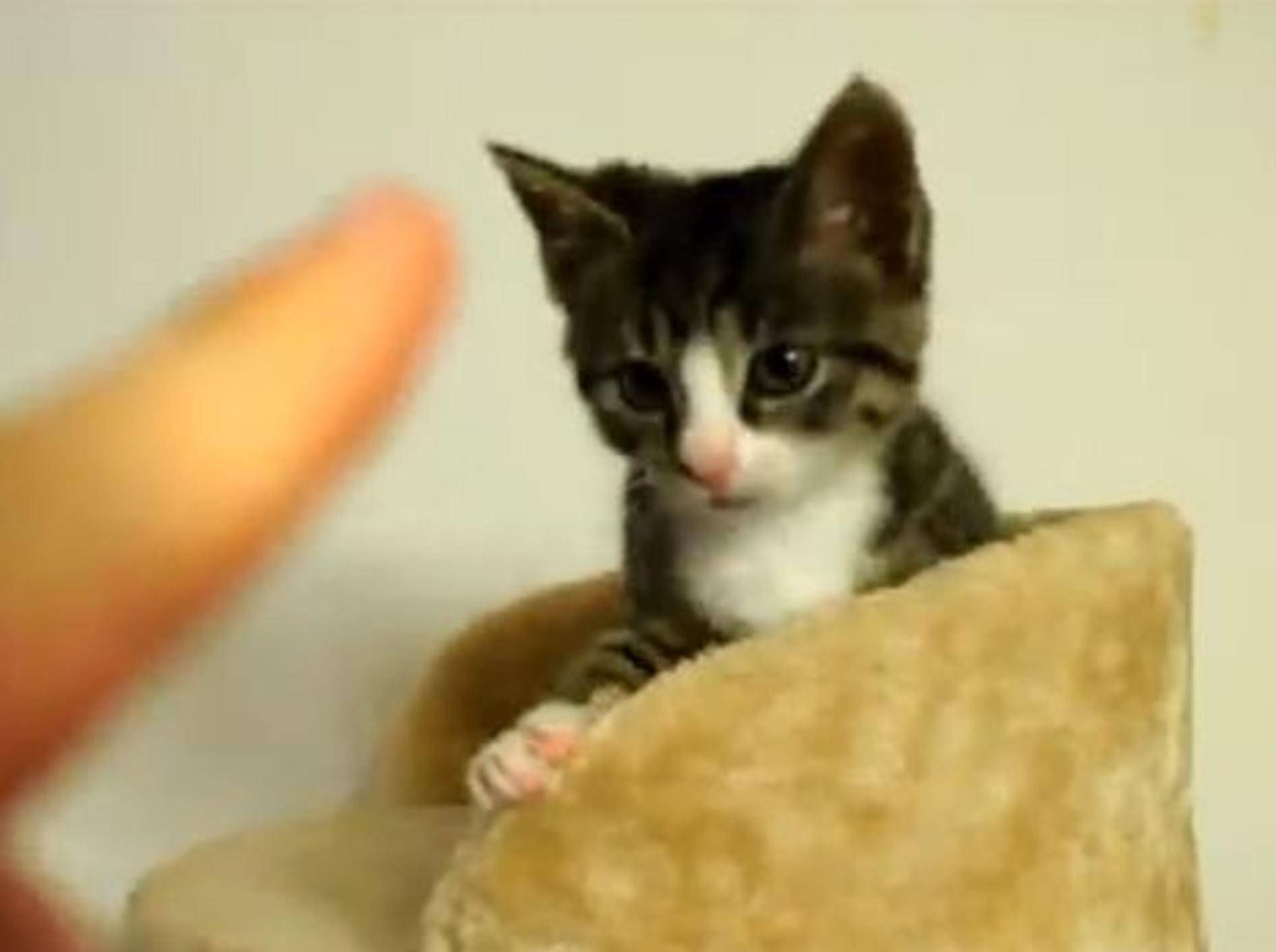 Die süßeste Katzen-Miau-Compilation der Welt – Bild: Youtube / Krzysztof Smejlis