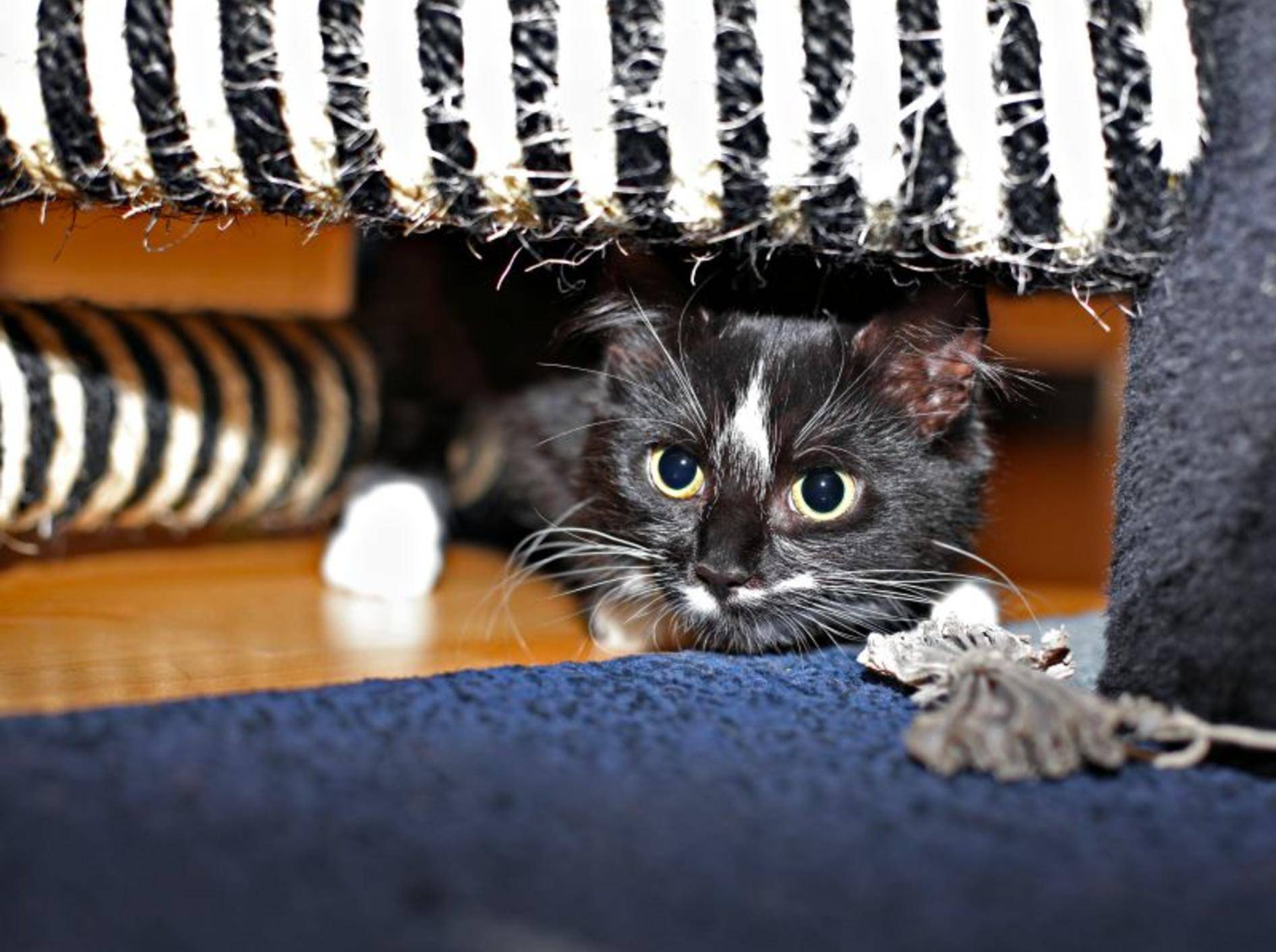 Eifersucht bei Katzen: Schwierig wird, wenn eine sich zurückzieht – Bild: Shutterstock / Alena Stalmashonak