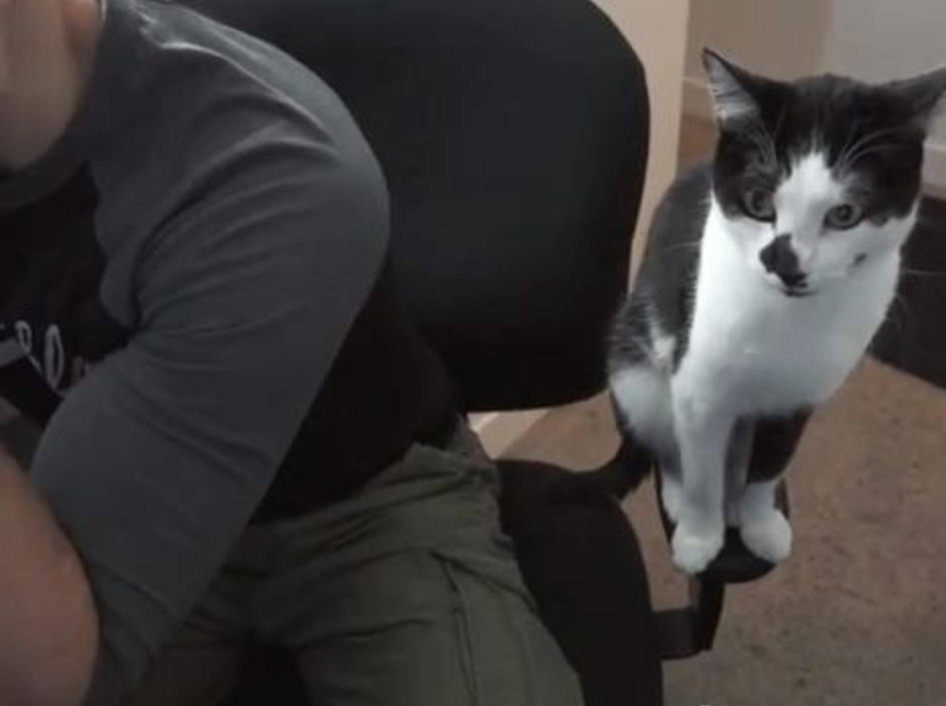 Ein typischer Tag im Leben eines Katzenbesitzers – Bild: Youtube / Sho Ko