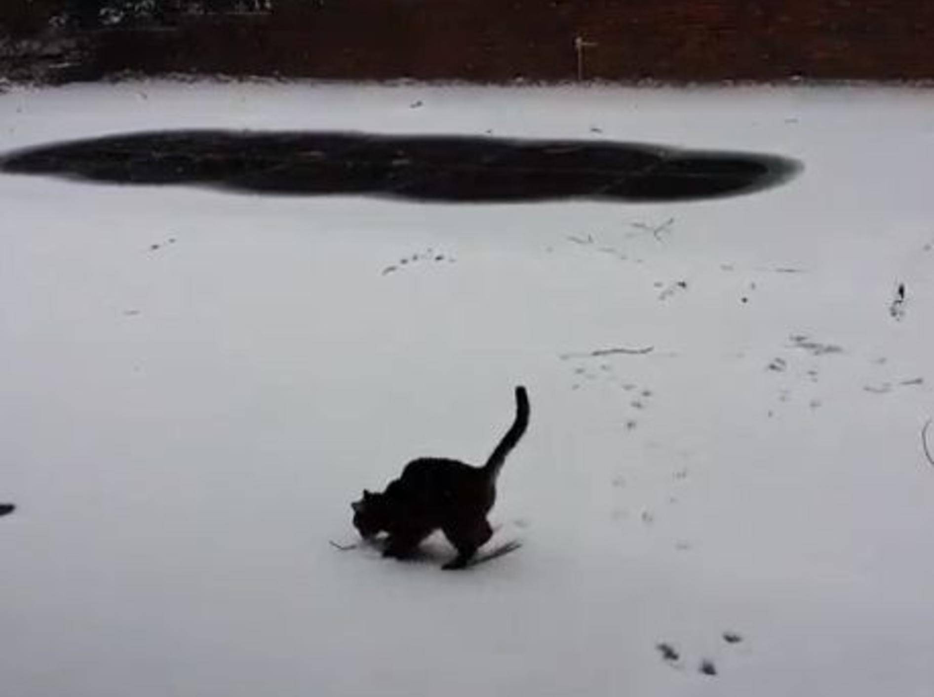 Süßer Katzen-Schneespaß für Anfänger – Bild: Youtube / mikege00·