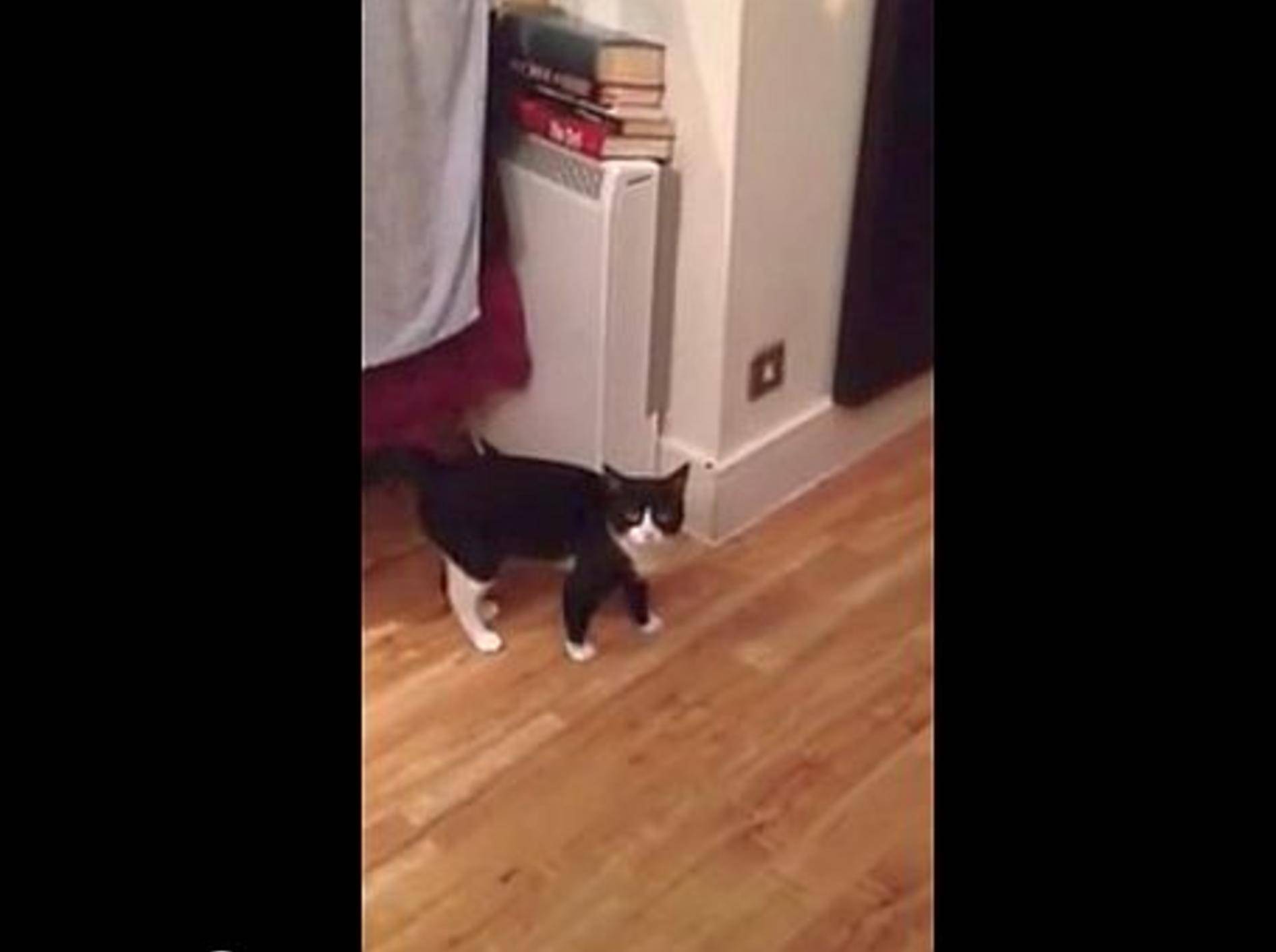 Was war denn da los, kleine Katze? – Bild: Youtube / animalmanification