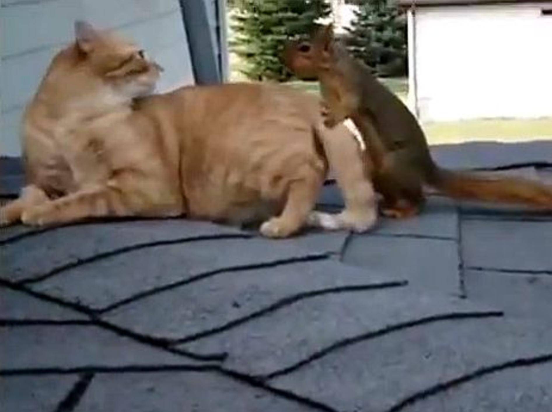 Spielspaß mit Katze und Eichhörnchen – Bild: Youtube / FunnyPetMedia