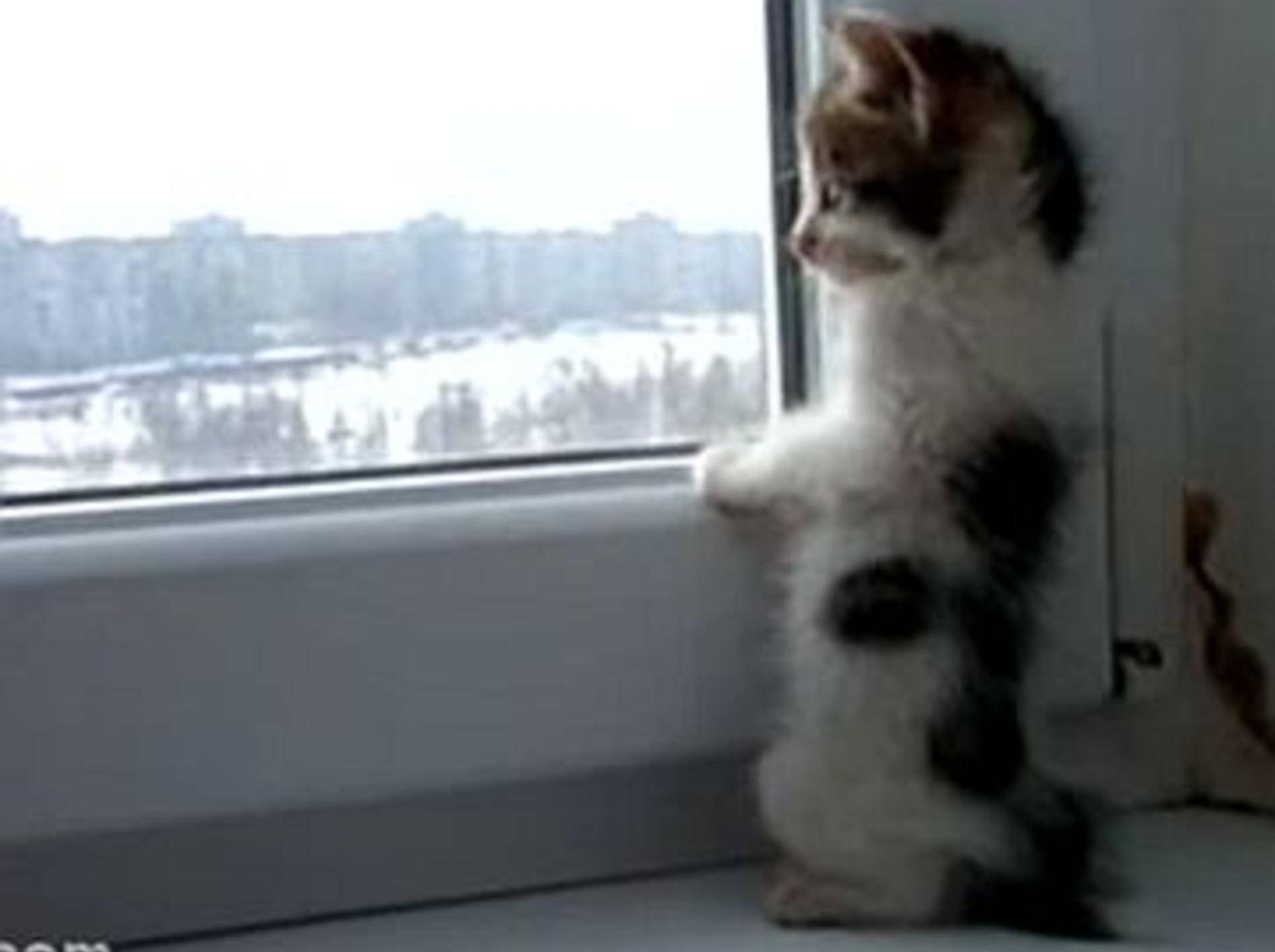Kleine Katze schaut sich die große weite Welt an – Bild: Youtube / ignoramusky