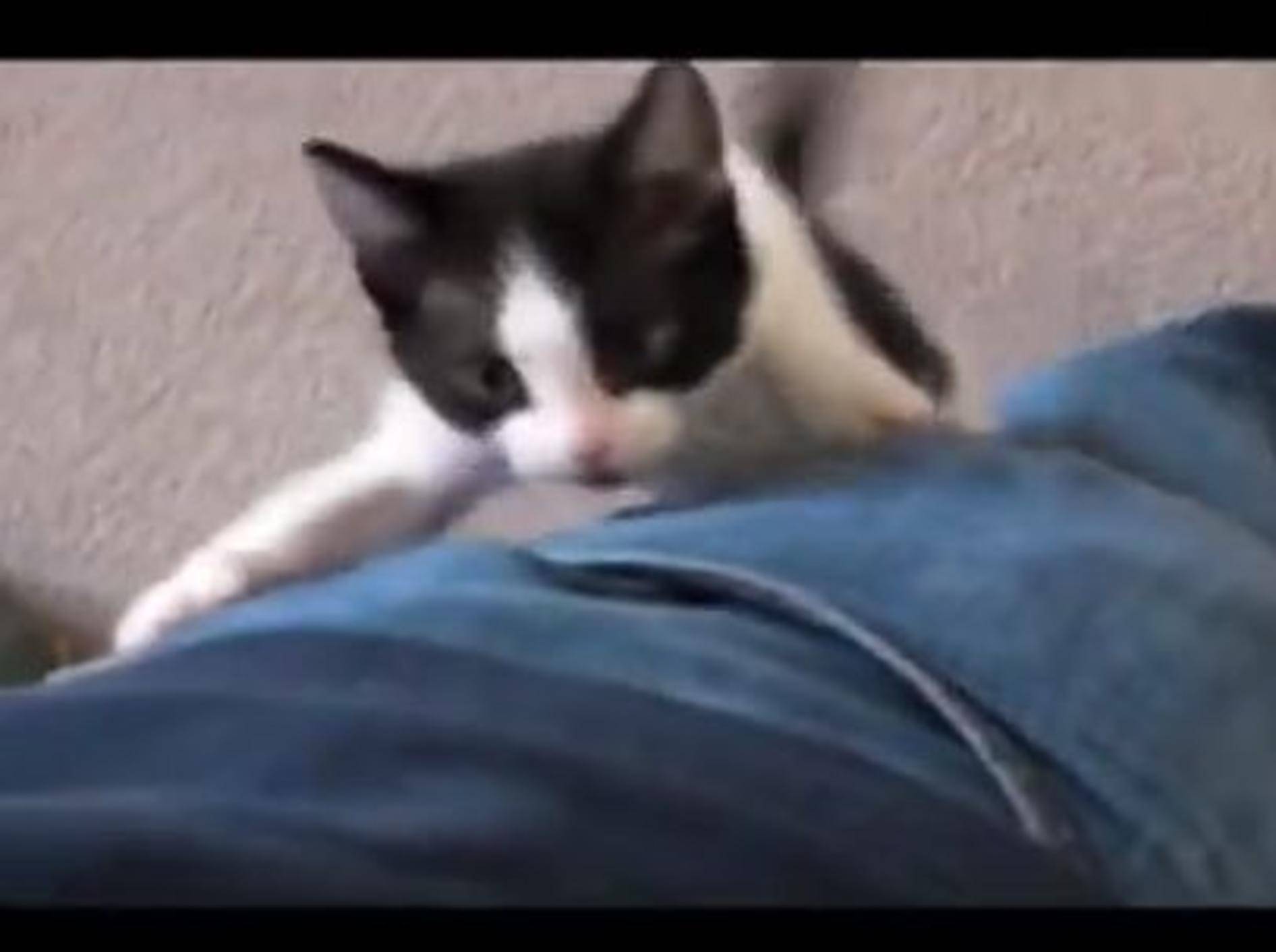 Anhänglichstes Katzenbaby der Welt? – Bild: Youtube / iarecutekitteh