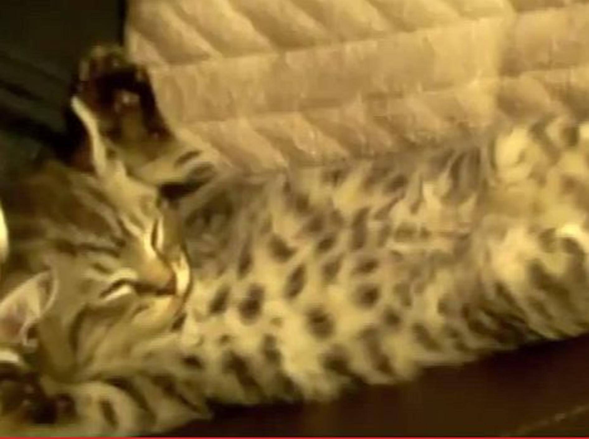 Katzen präsentieren: Die lustigsten Schlafpositionen – Bild: Youtube / funnyplox