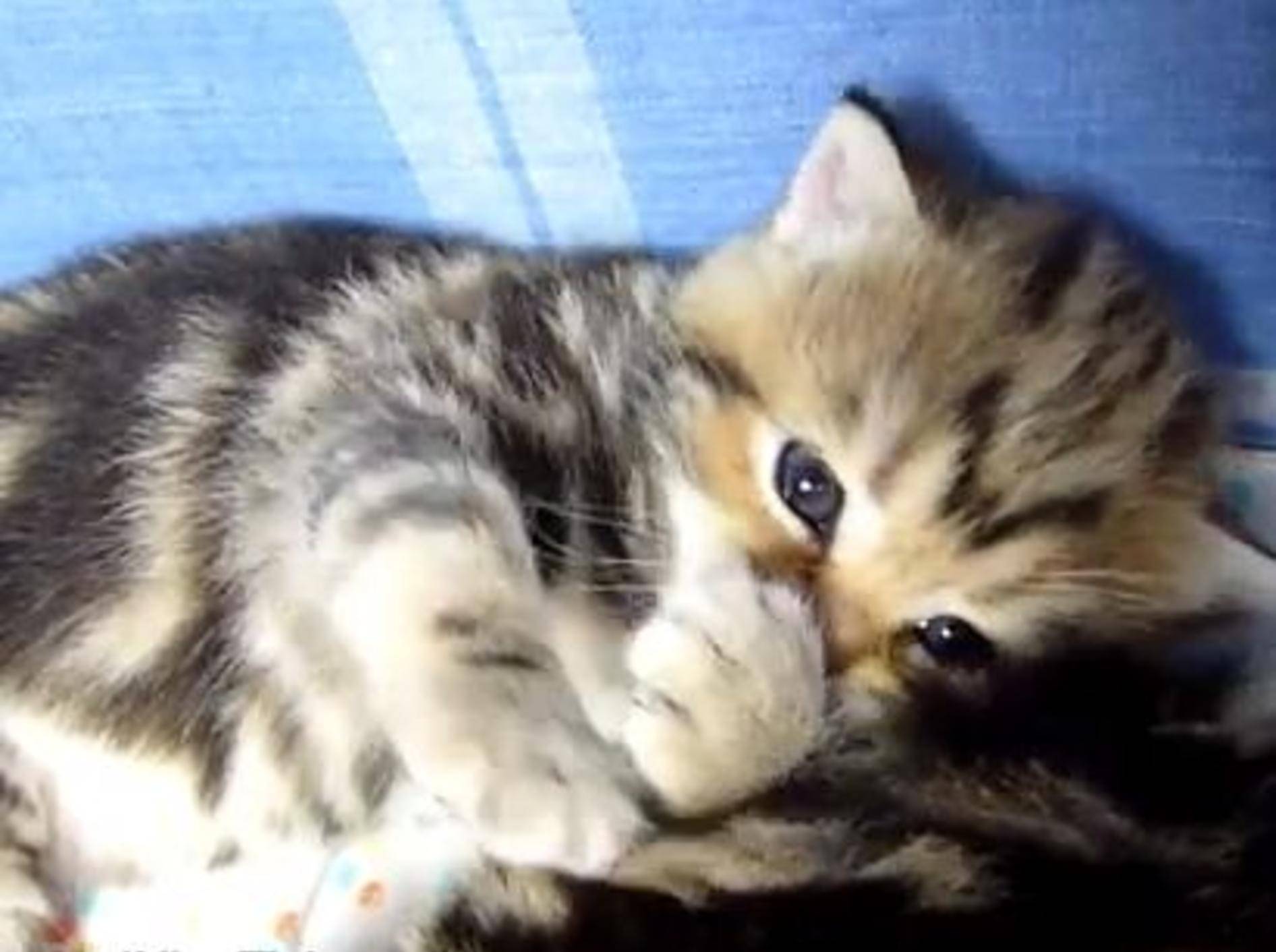 Tigerkätzchen macht sich schlafbereit – Bild: Youtube / Funnycatsandnicefish