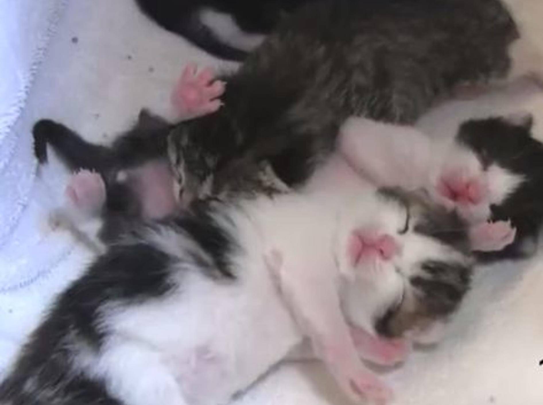 Katzenbabys werden groß: Süßer Zeitraffer – Bild: Youtube / closereaching