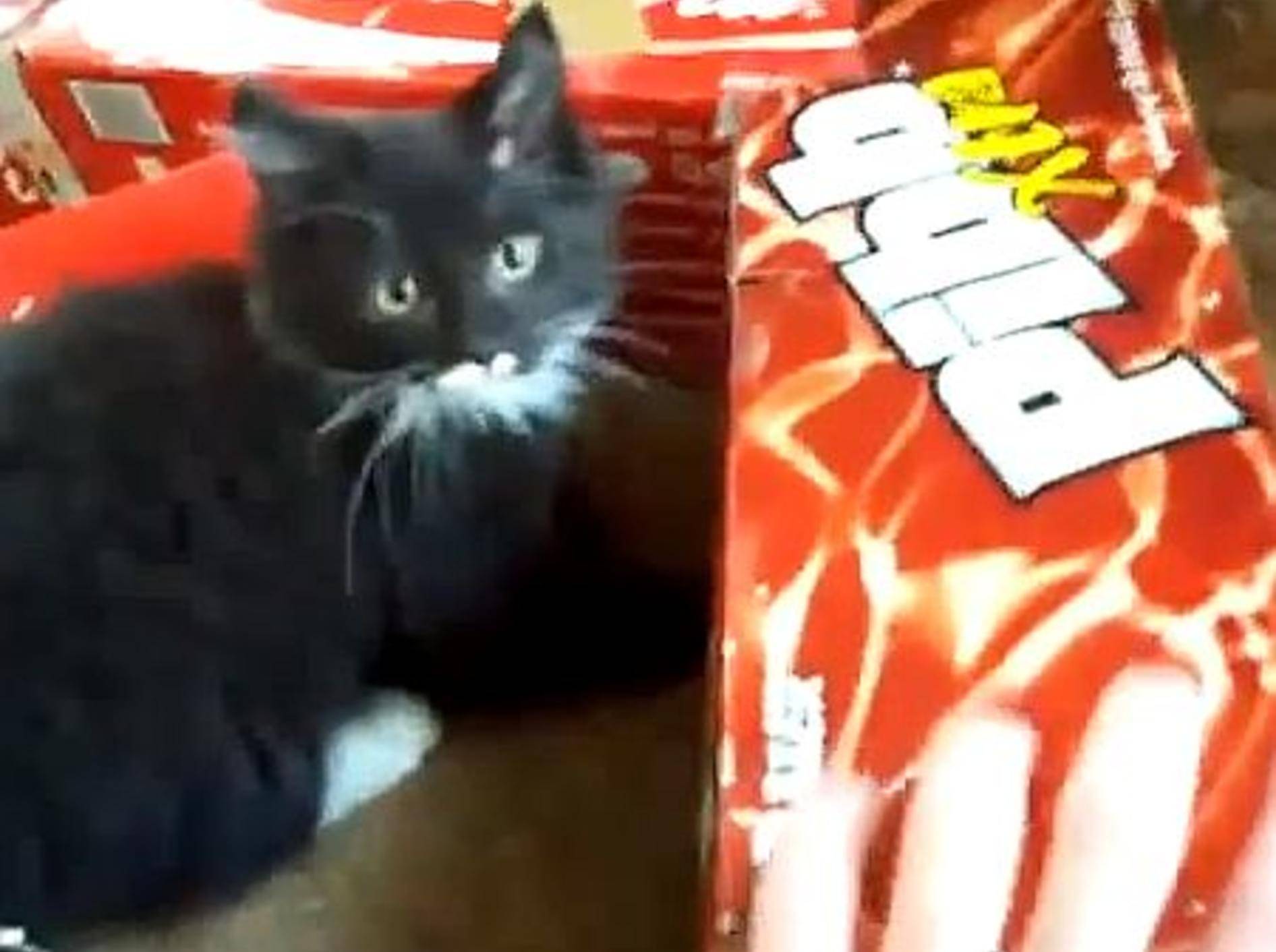 Wie süß: Ein selbstgemachter Katzentunnel – Bild: Youtube / lolyopl