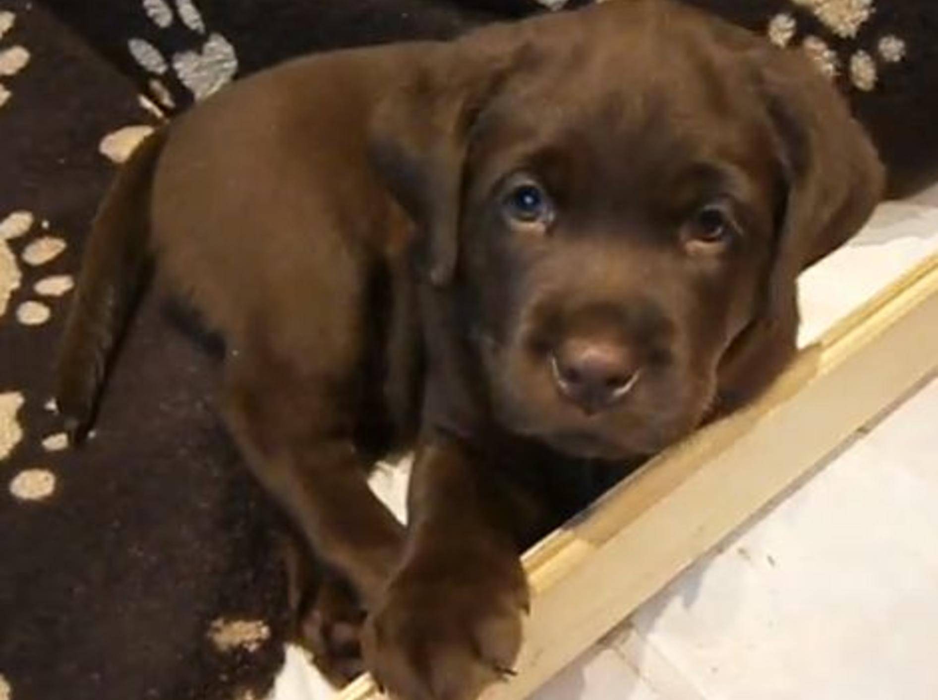 Willkommen auf der Welt, kleiner Labrador! – Bild: Youtube / sellma111