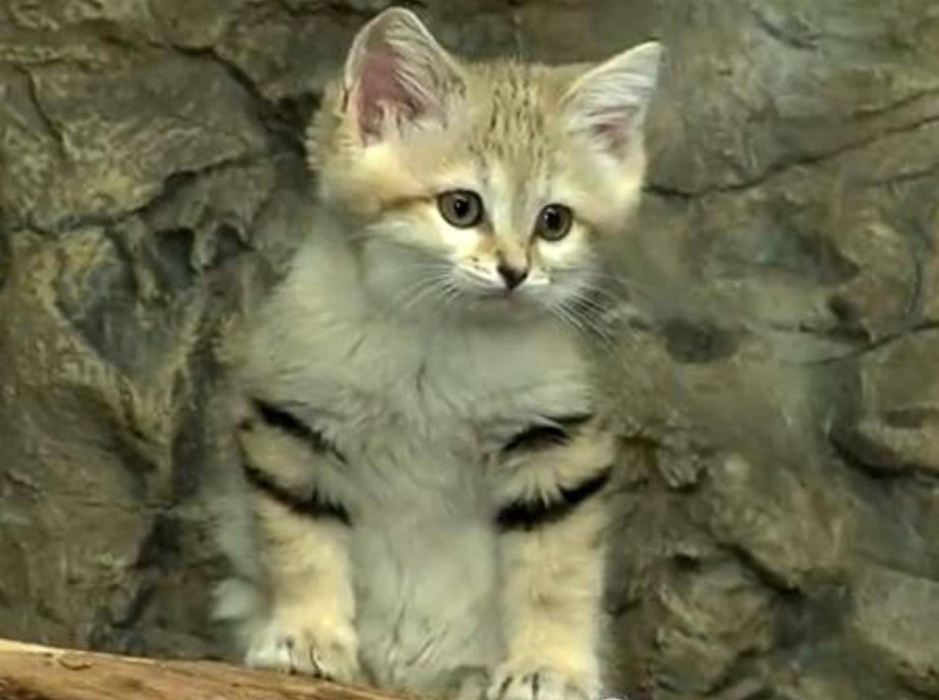 Sandkatze auf Tour: Wild- oder Hauskatze? – Bild: Youtube / The Cincinnati Zoo & Botanical Garden