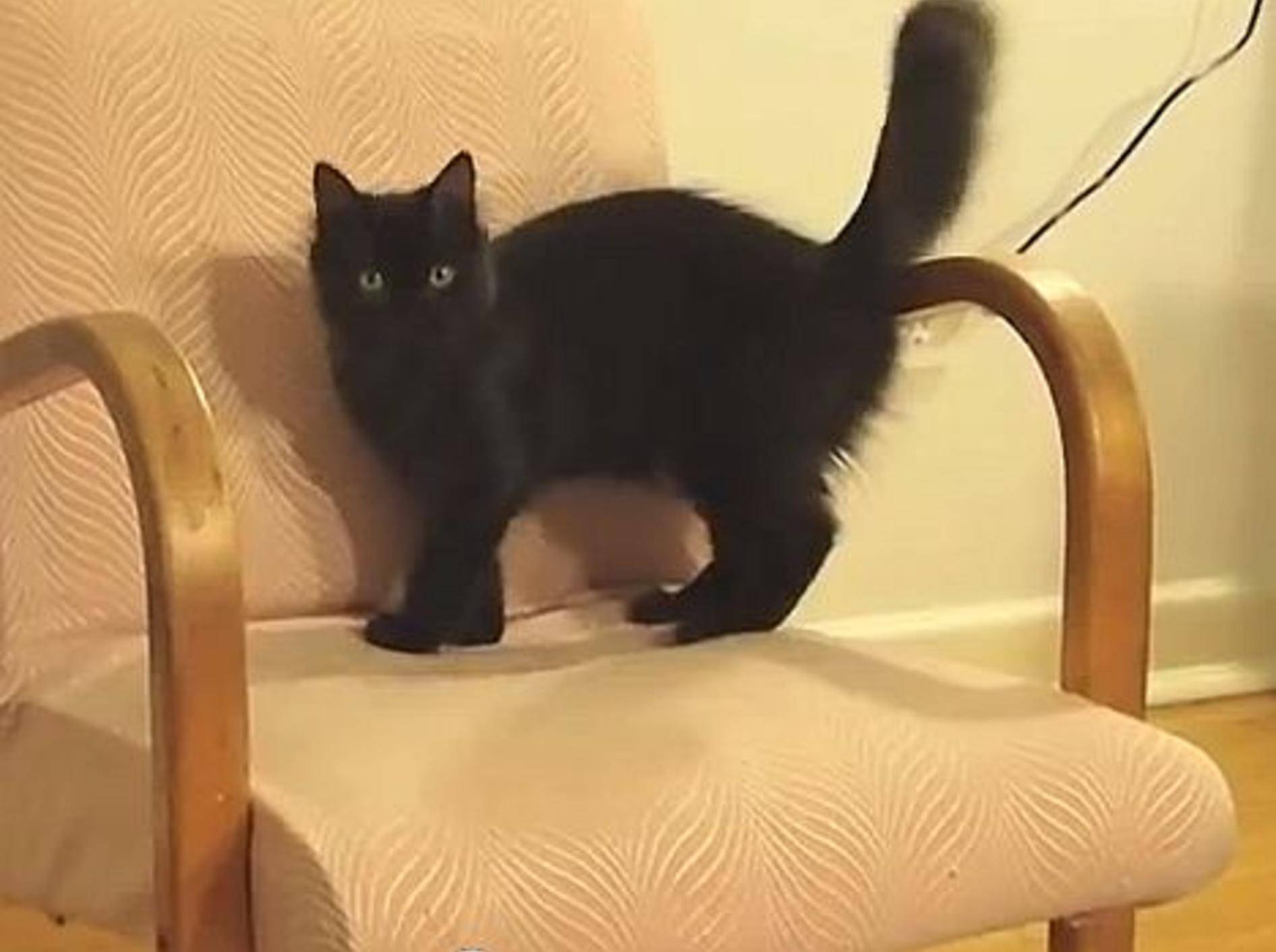 Katze gegen Sessel: Wer gewinnt? – BIld: Youtube / Sho Ko