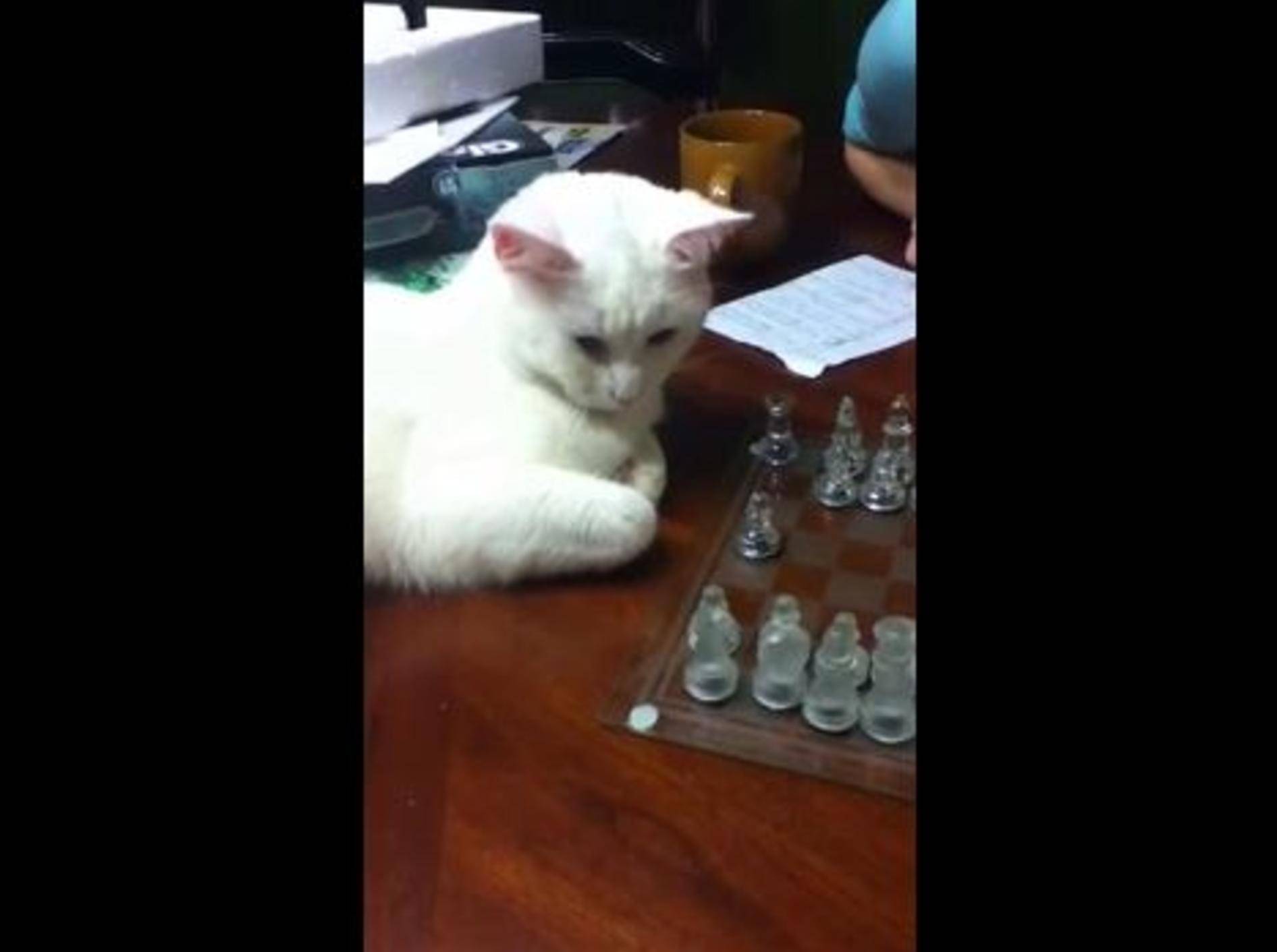 Schach-Duell mit einem Stubentiger – Bild: Youtube / ember13dp
