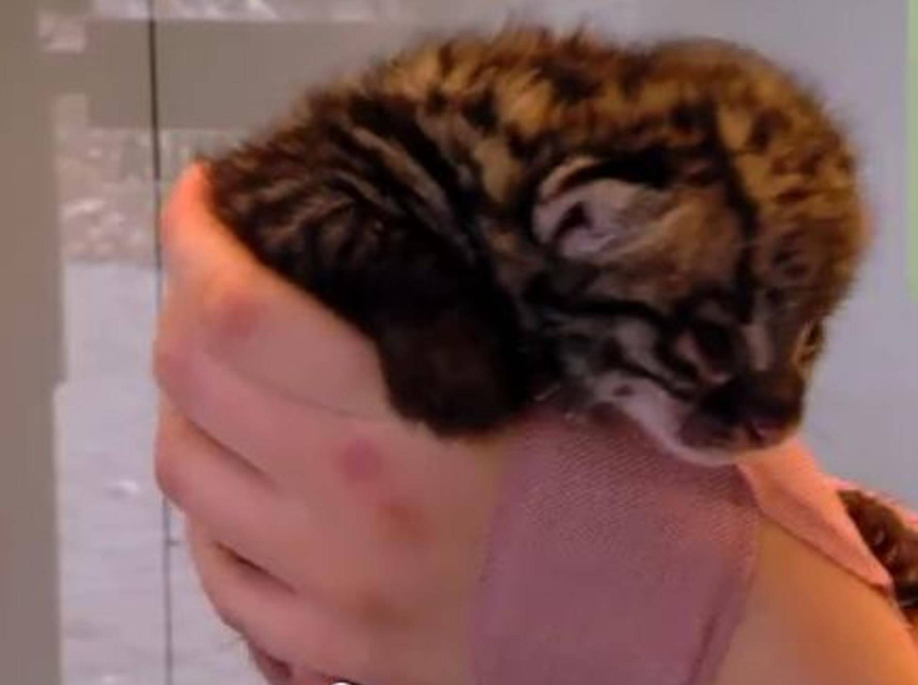 Zauberhafte Mini-Wildkatze zum Verlieben – Bild: Youtube / The Cincinnati Zoo & Botanical Garden
