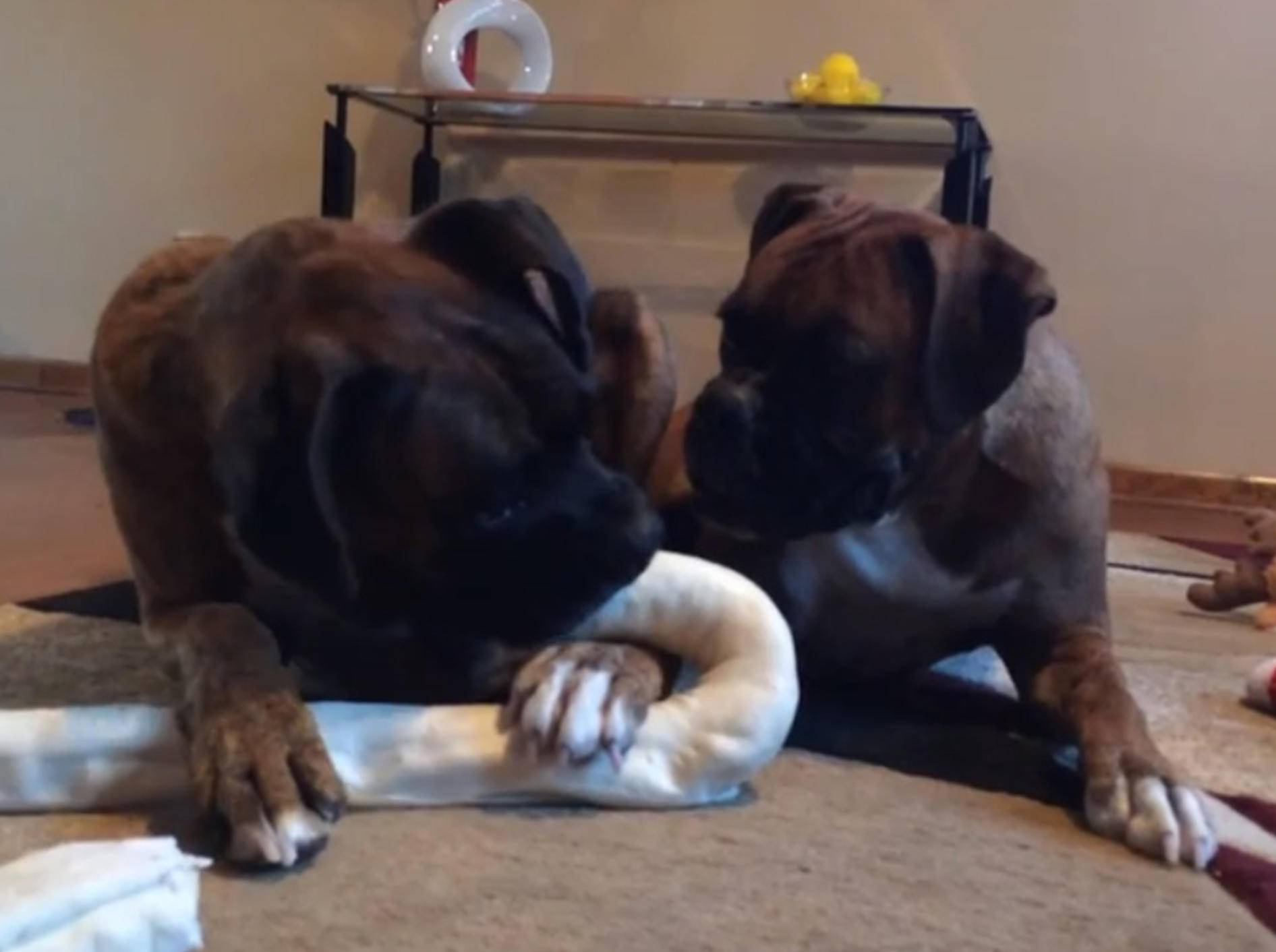 Goldig: Süßer Boxer will seinen Knochen für sich allein – Bild: Youtube / BrocktheBoxer Pup