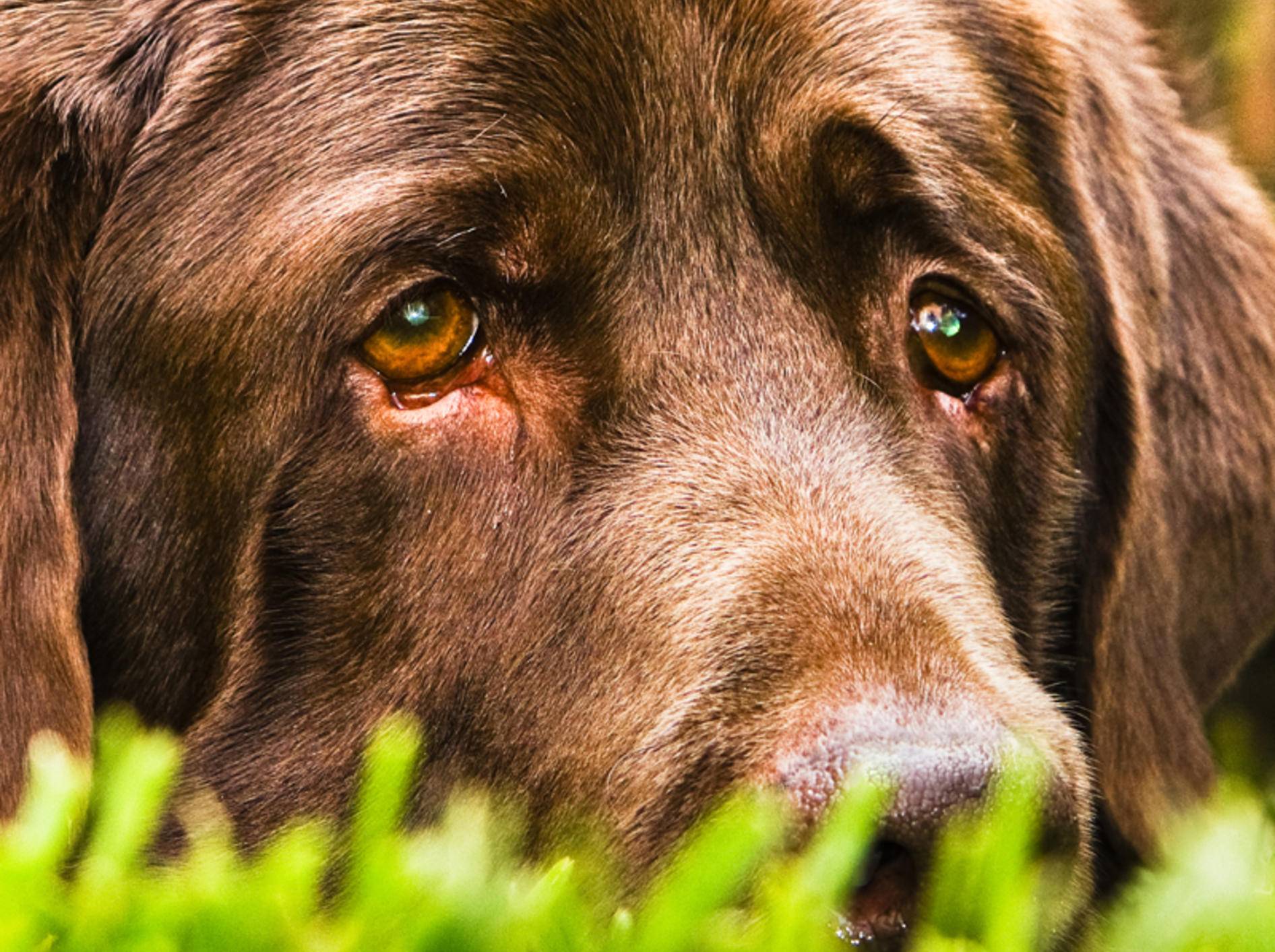 Tränende Augen sind für den Hund unangenehm und können die unterschiedlichsten Auslöser haben – Bild: Shutterstock / Vega Gonzalez