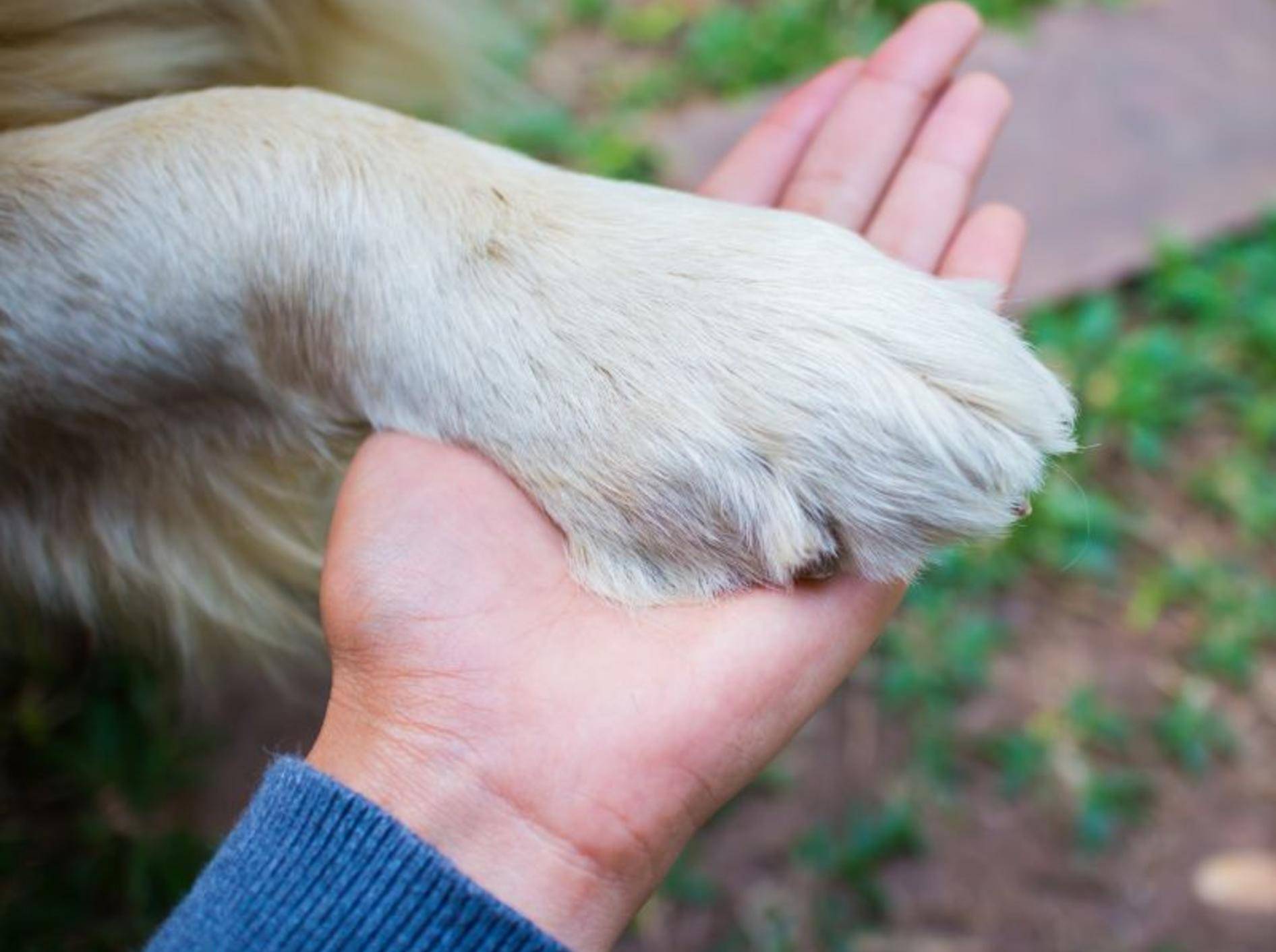 Eine abgebrochene Kralle ist für den Hund sehr unangenehm – Bild: Shutterstock / kridsada tipchot