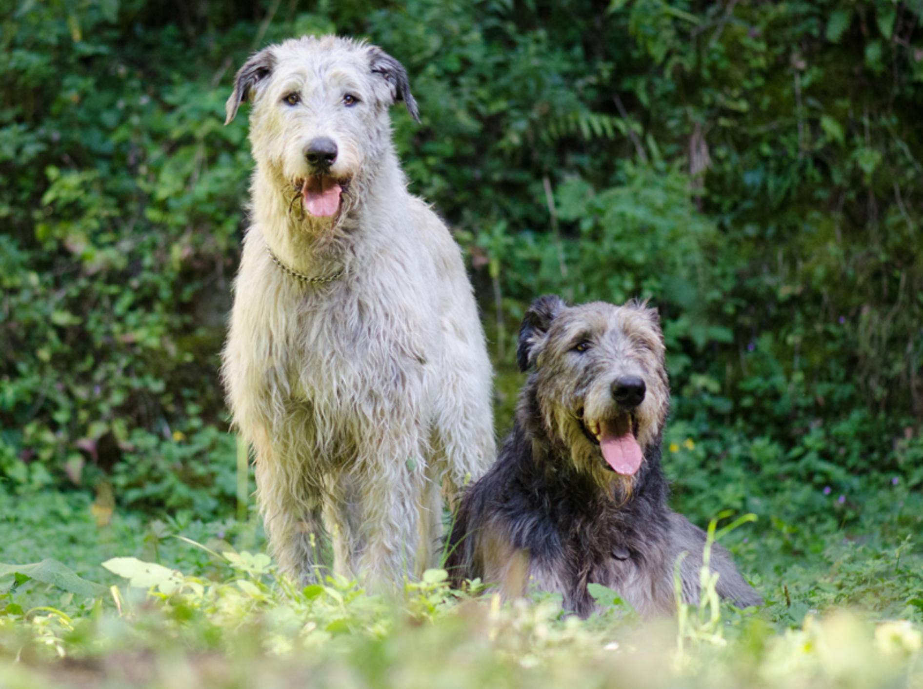 Irische Wolfshunde wurden vor allem als Jagdhunde gezüchtet – Bild: Shutterstock / Jana Oudova