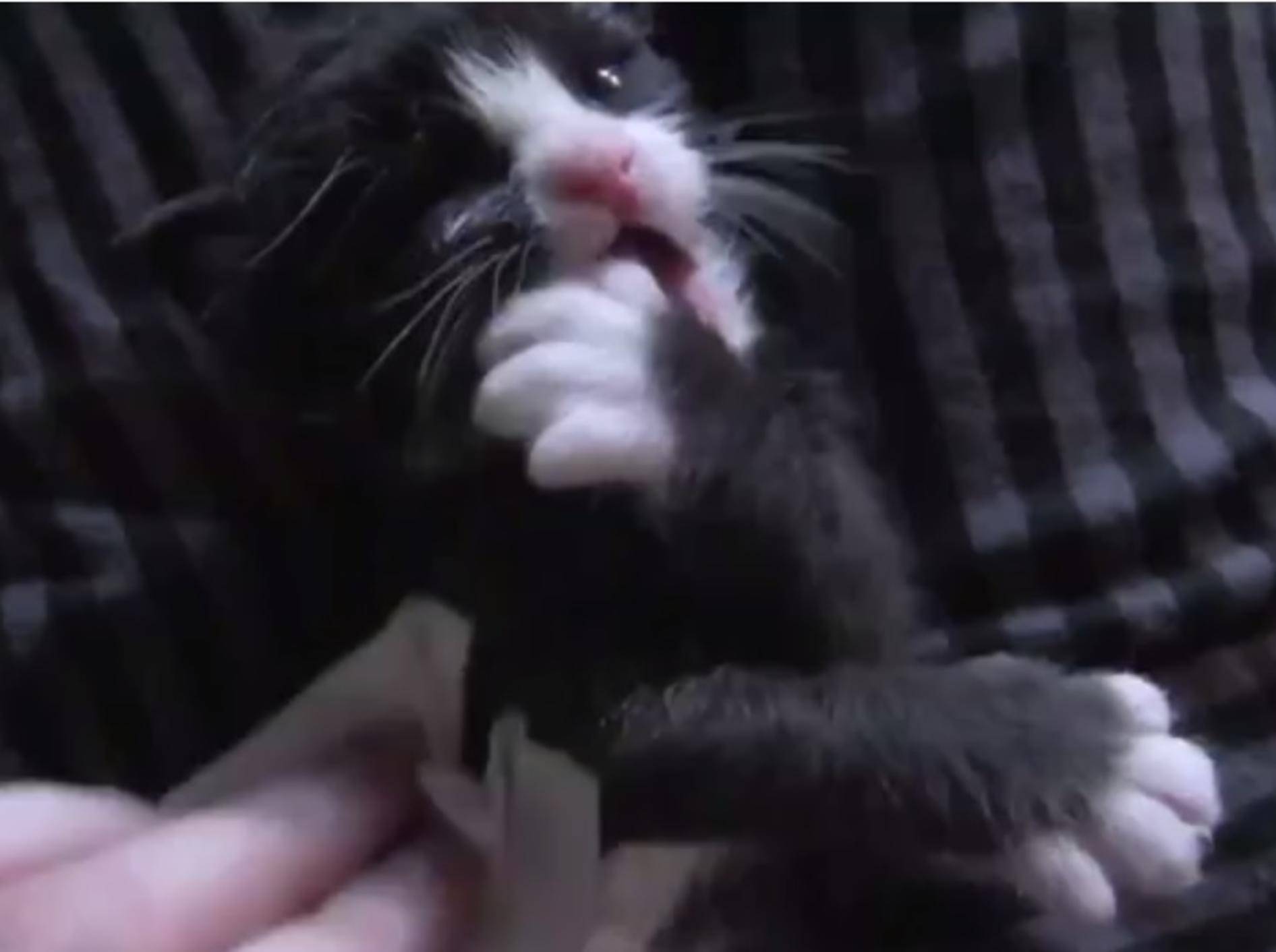 Süßes Katzenbaby genießt die Badestunde – Bild: Youtube / Brigitte Dale