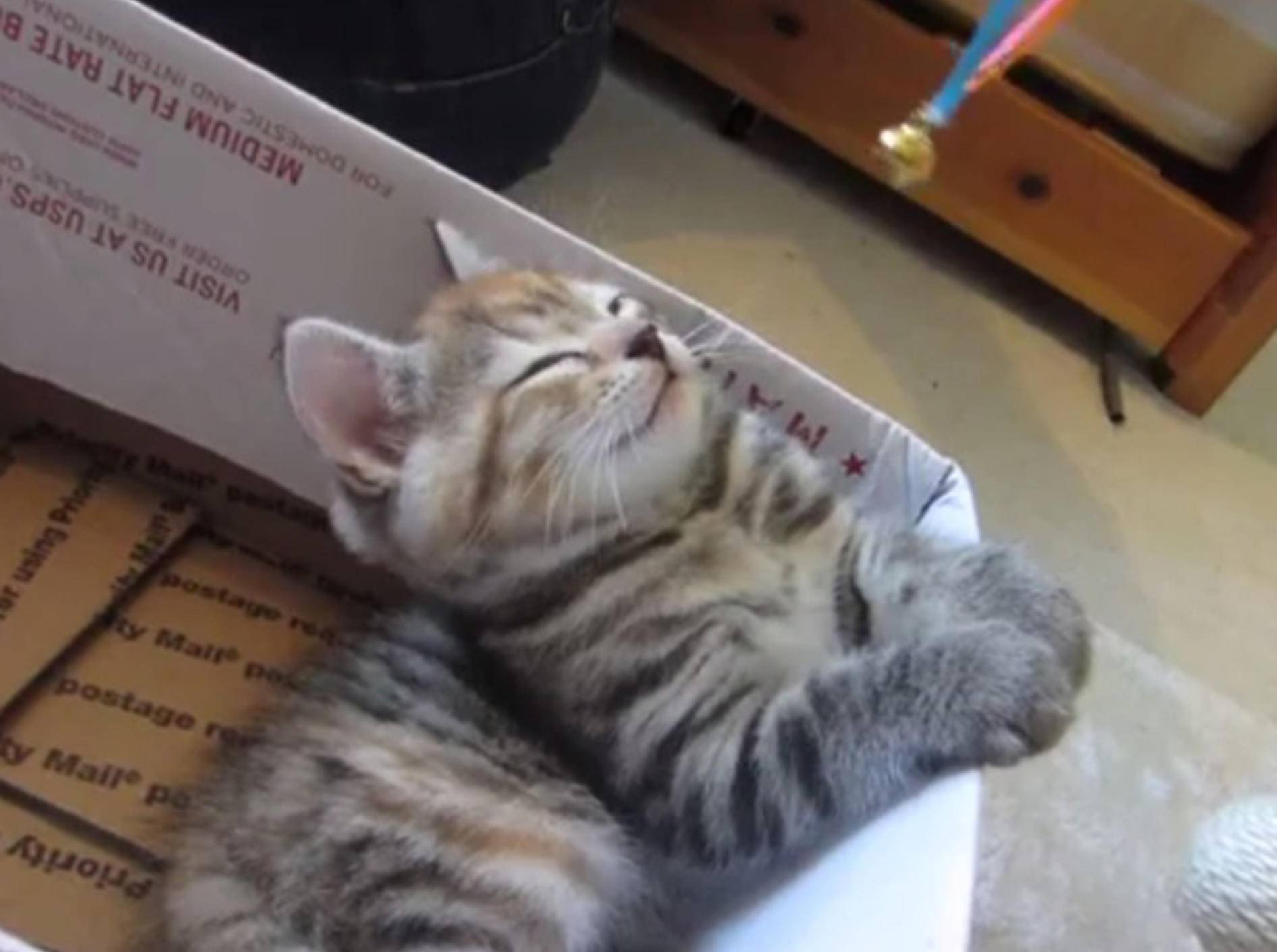 Süßes Kätzchen lässt sich hypnotisieren – Bild: Youtube / Asfreeasair