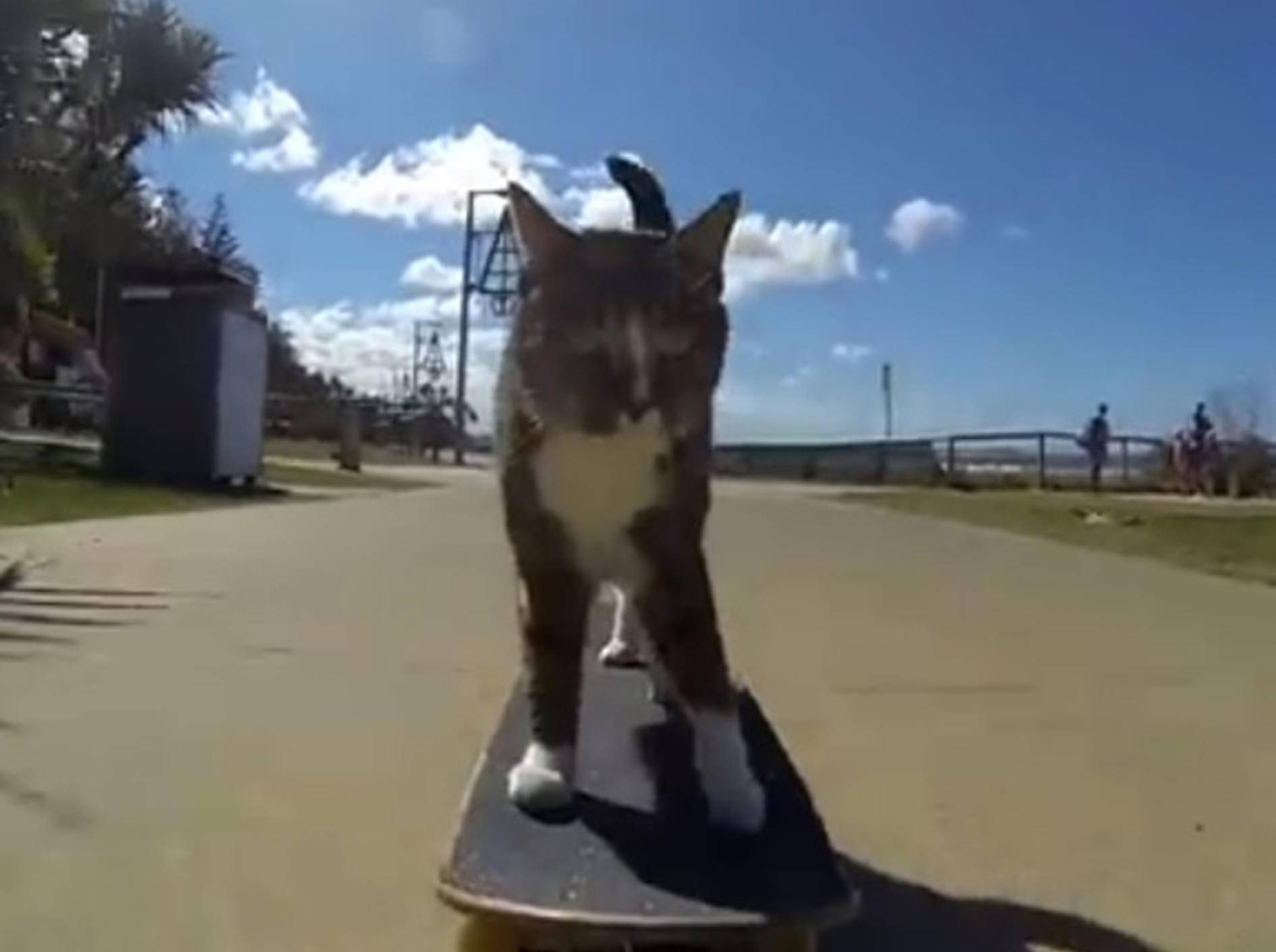 Kater Didga erobert auf seinem Skateboard Australien – Bild: Youtube / CATMANTOO