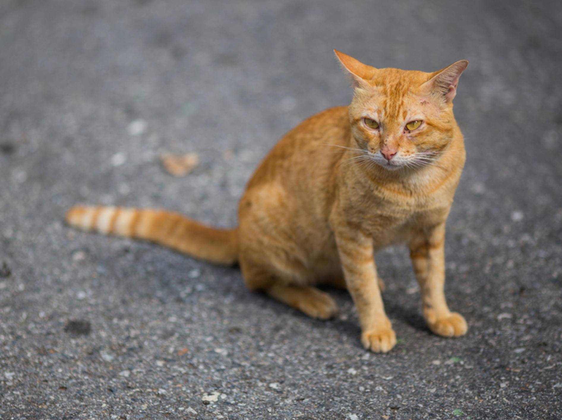 Streunerkatzen lieben vor allem die Freiheit – Bild: Shutterstock / Chaiplay